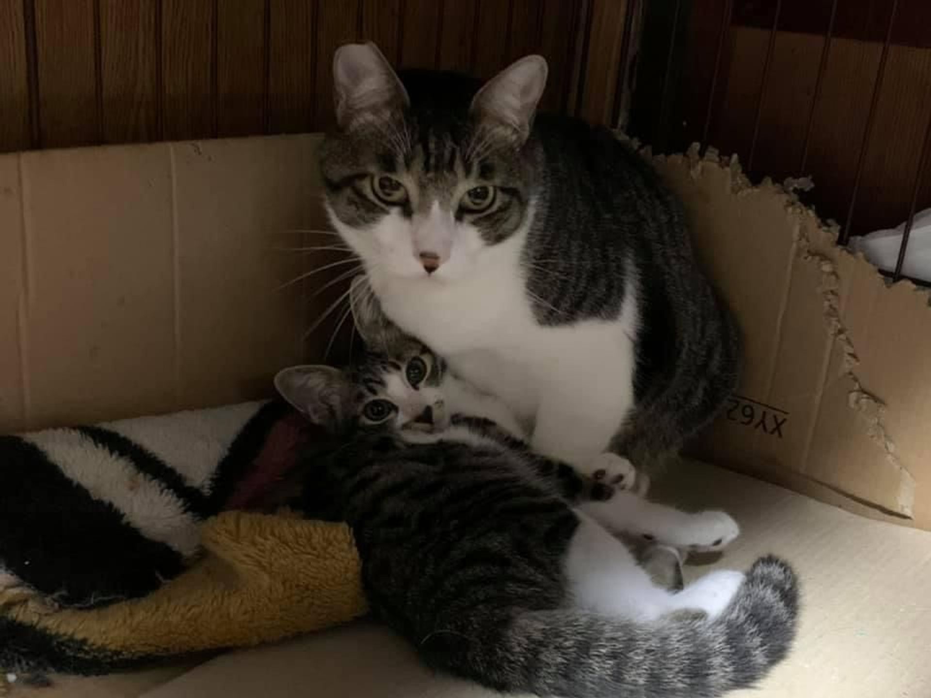 雑種（ミックス猫）・オスの里親募集の写真