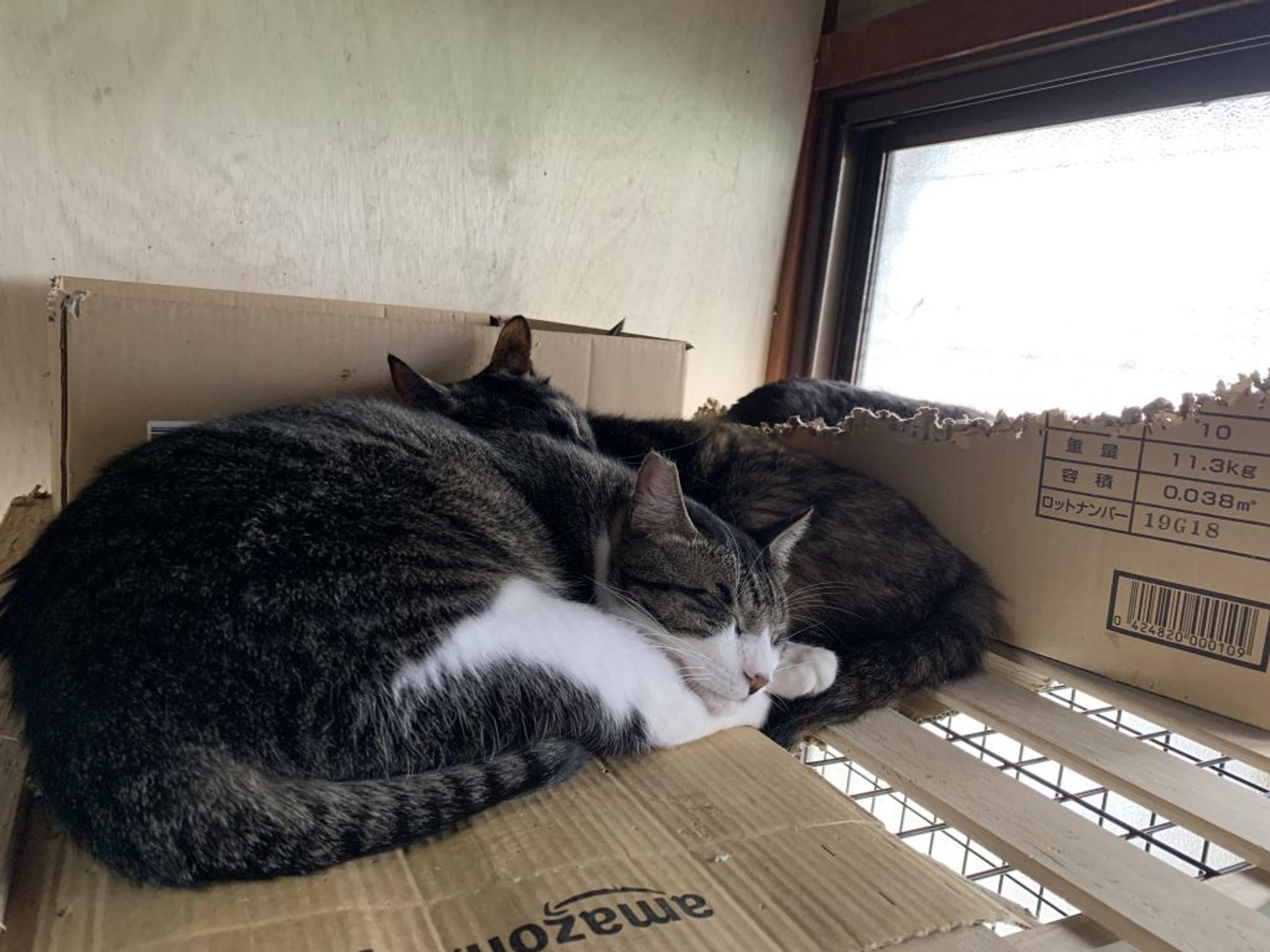 pet-image-3