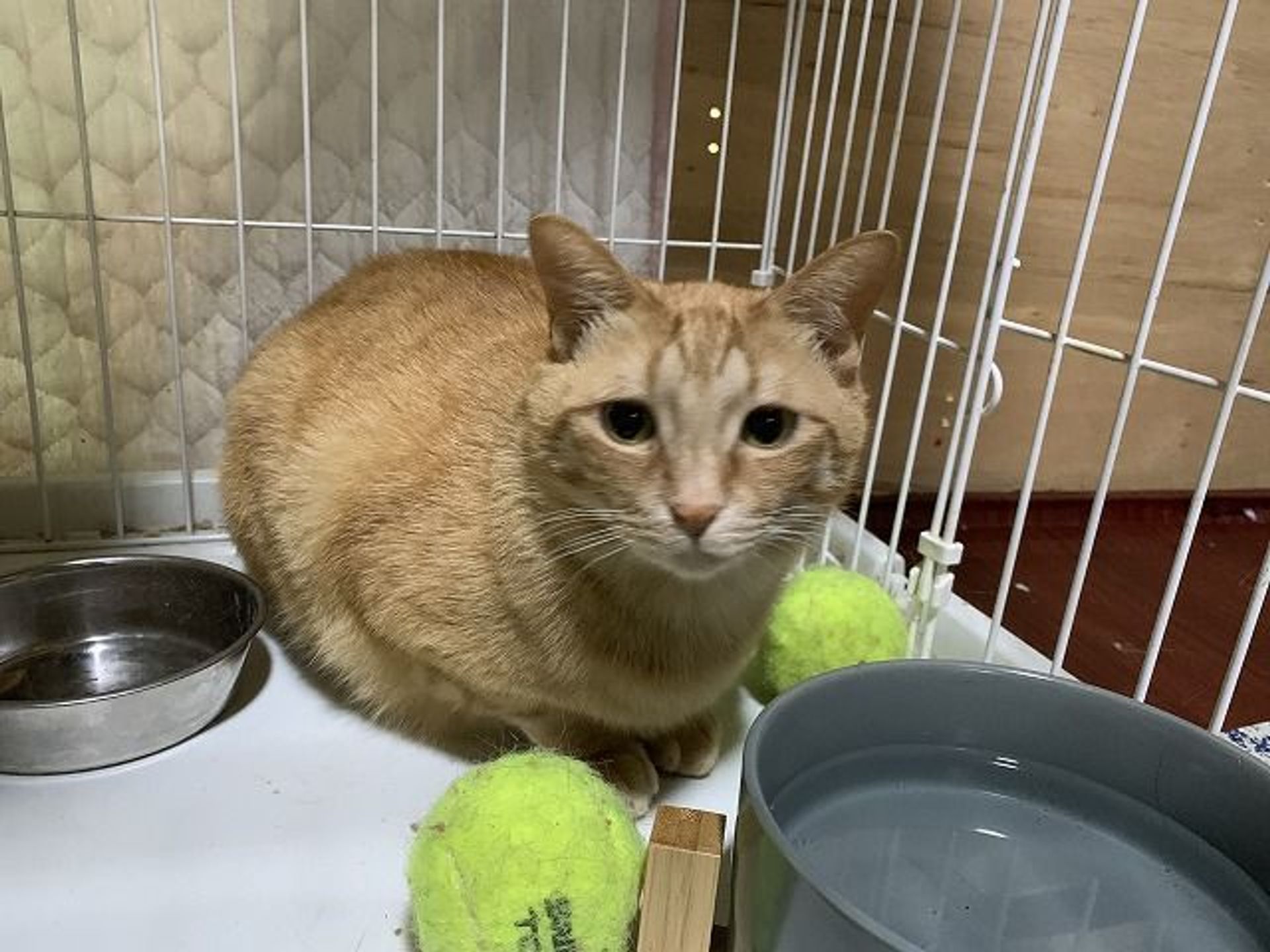 雑種（ミックス猫）・オスの里親募集の写真