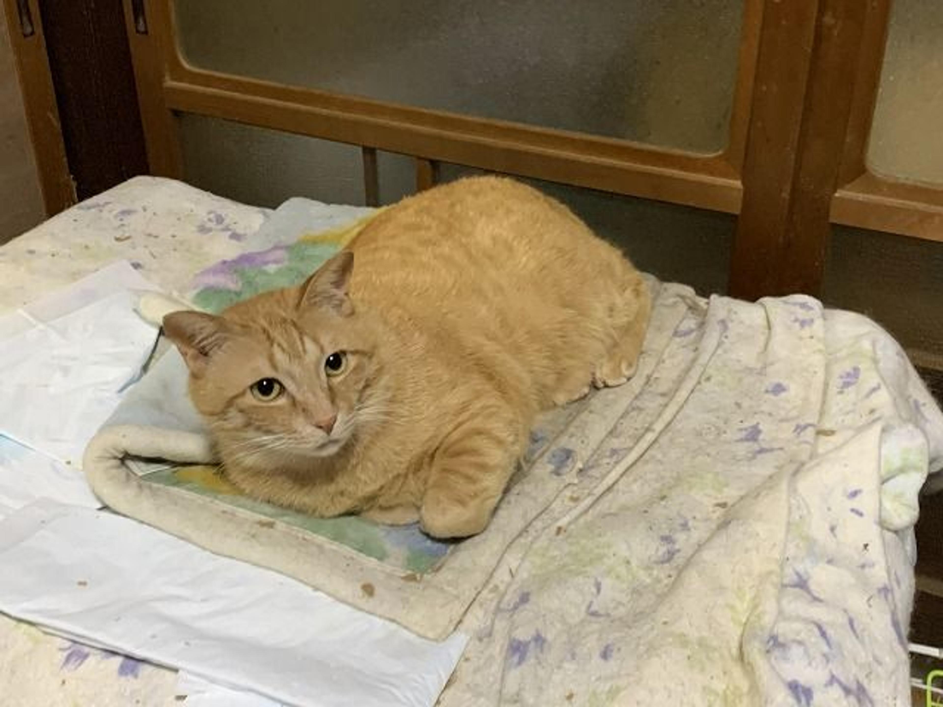pet-image-2