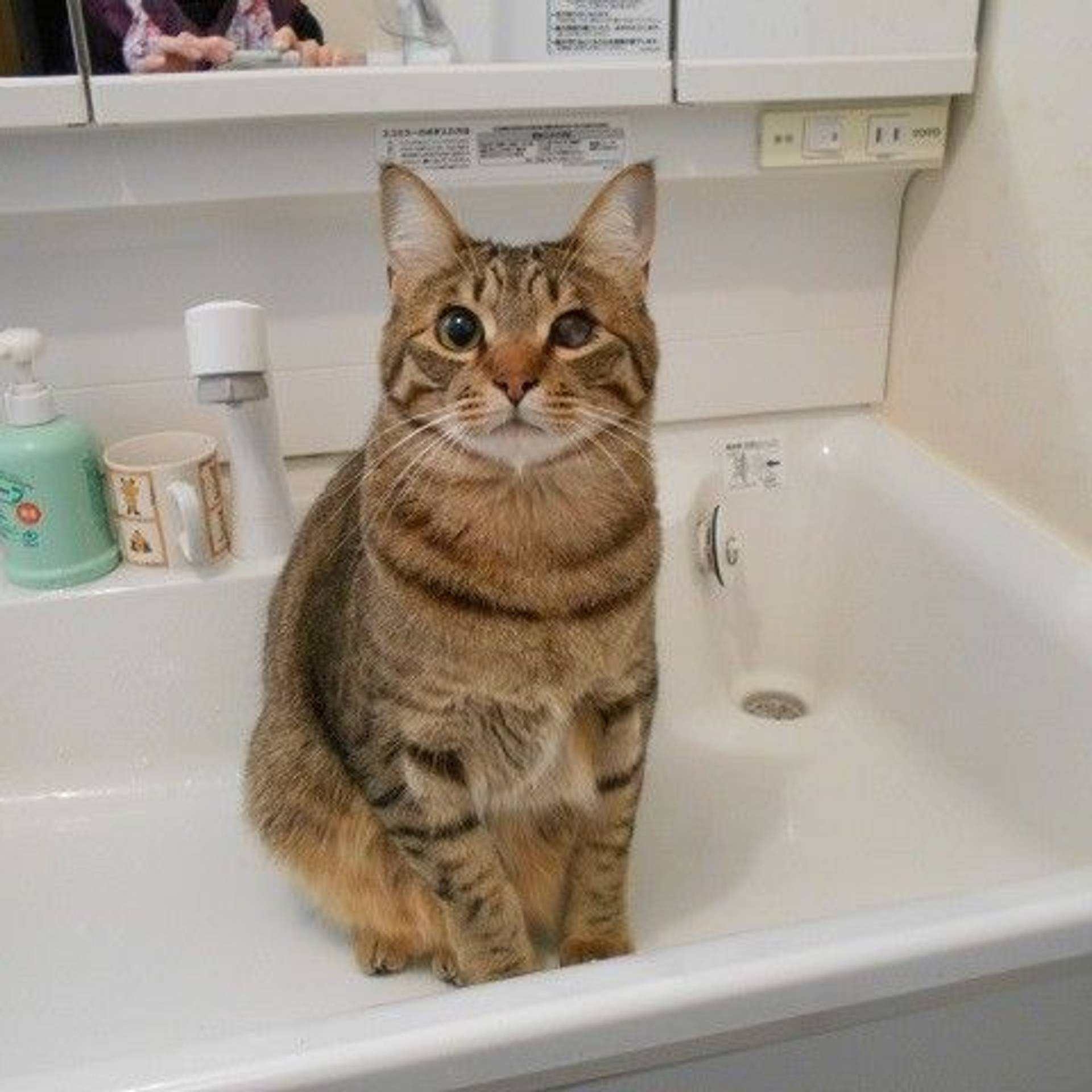 雑種（ミックス猫）・オスの里親募集の写真