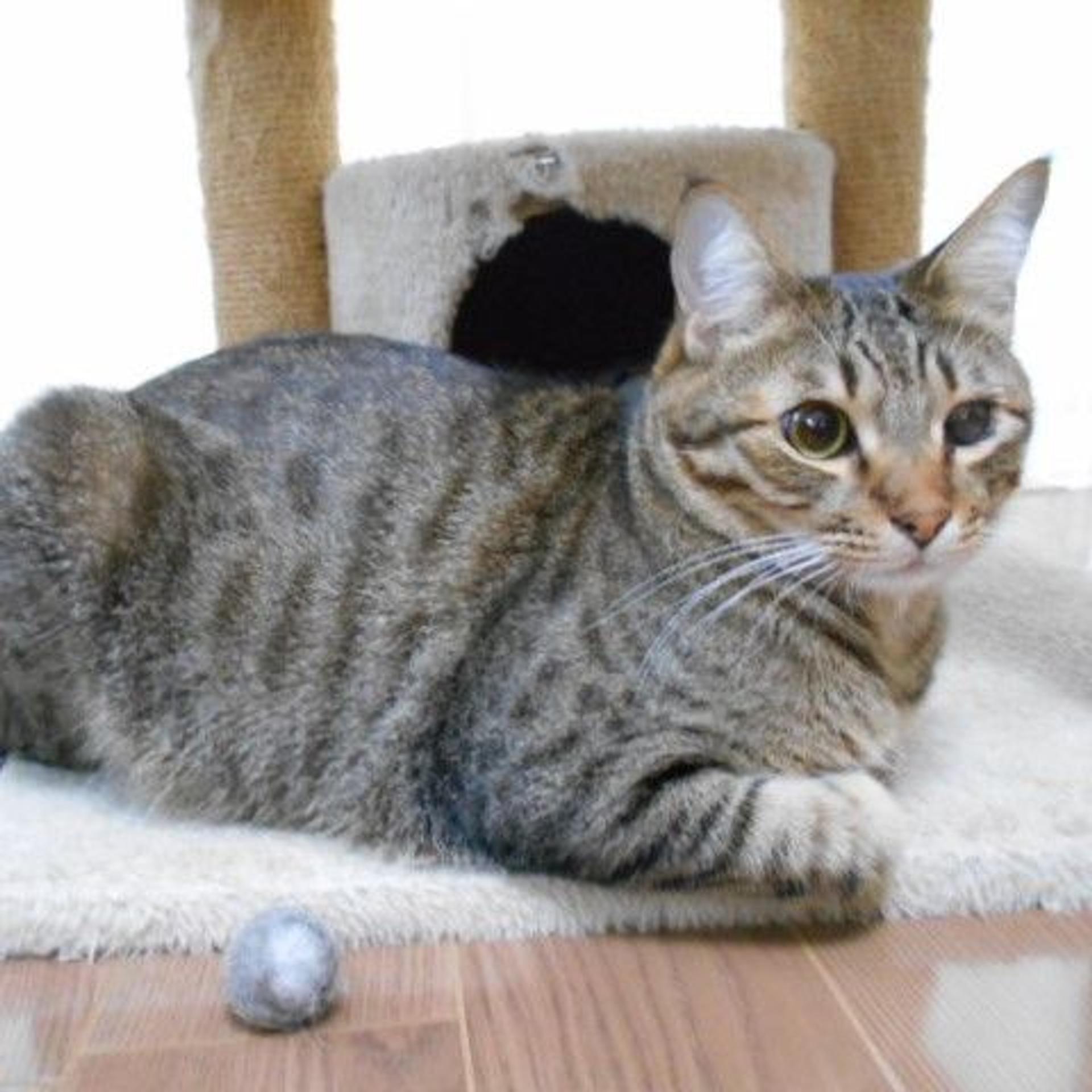 pet-image-2