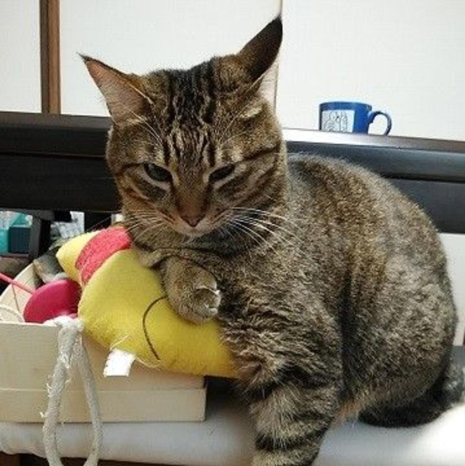 pet-image-3