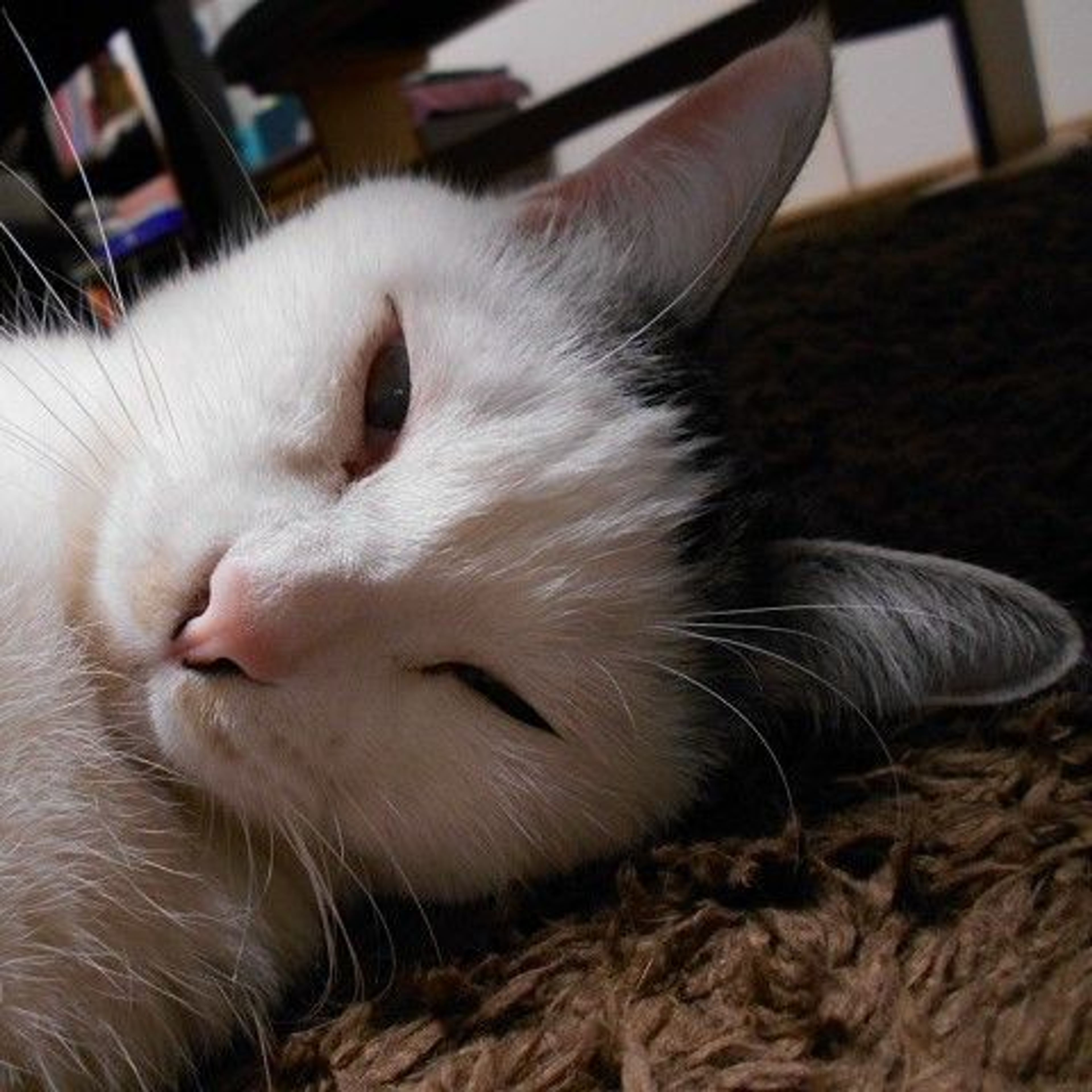 雑種（ミックス猫）・オスの里親募集の写真