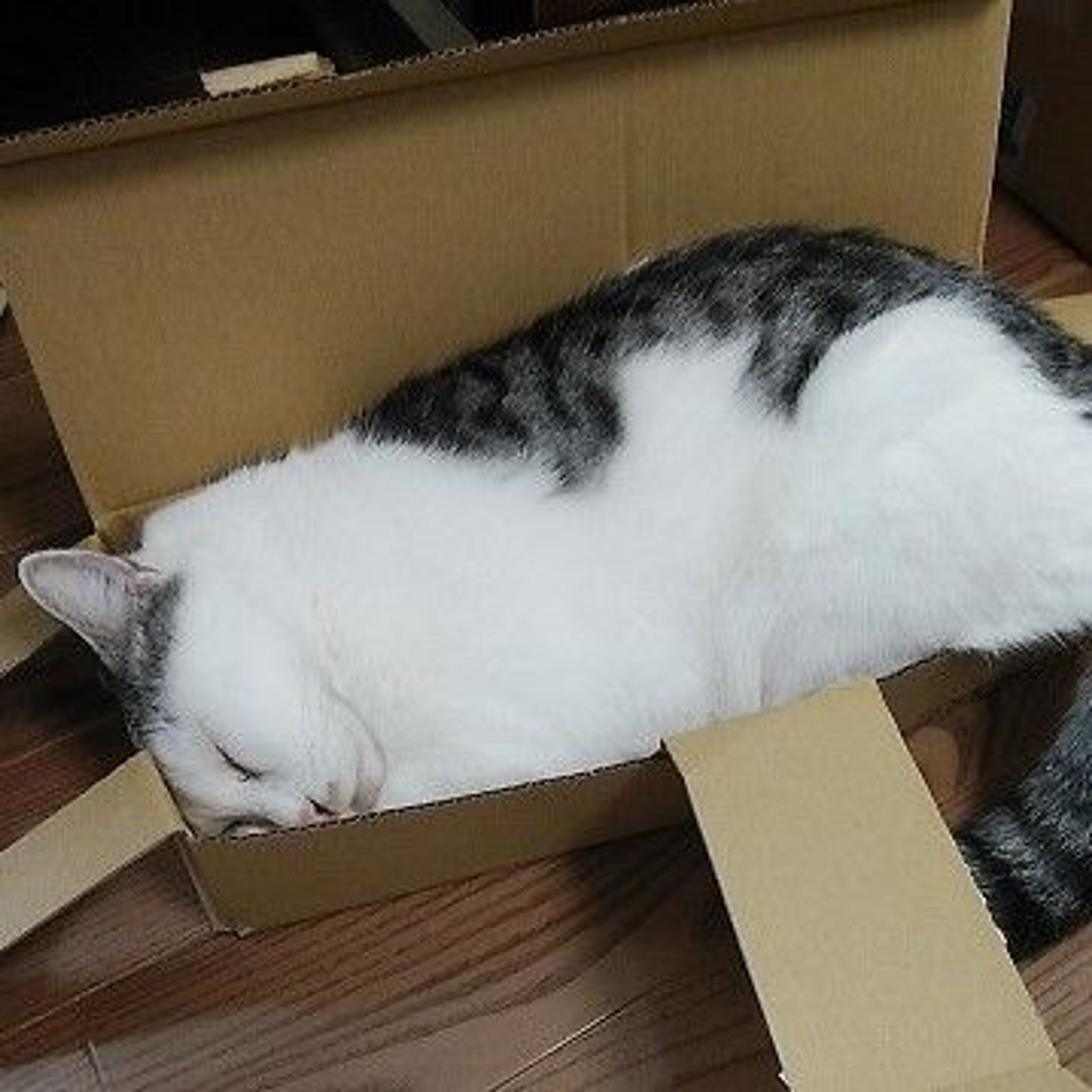pet-image-3
