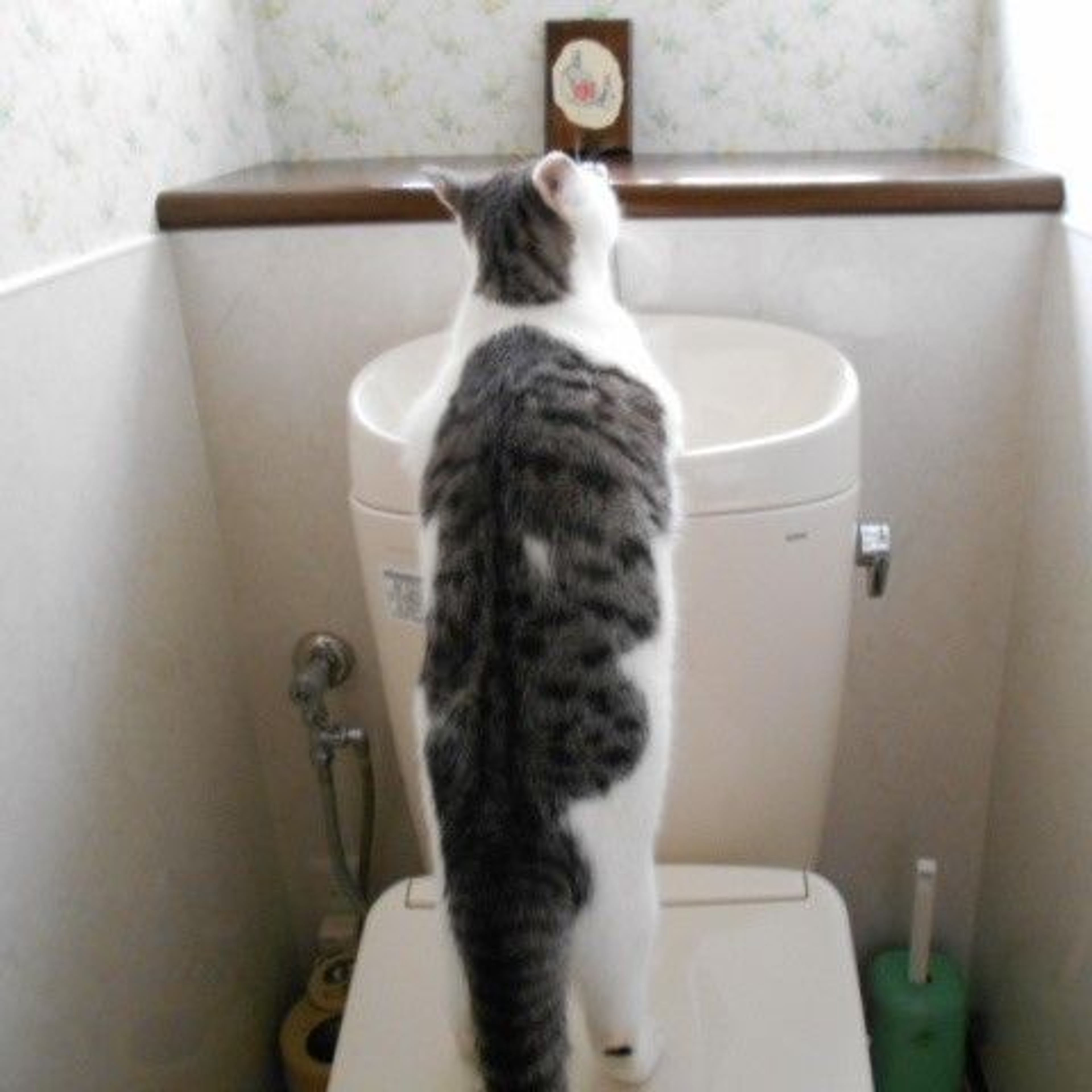 pet-image-4
