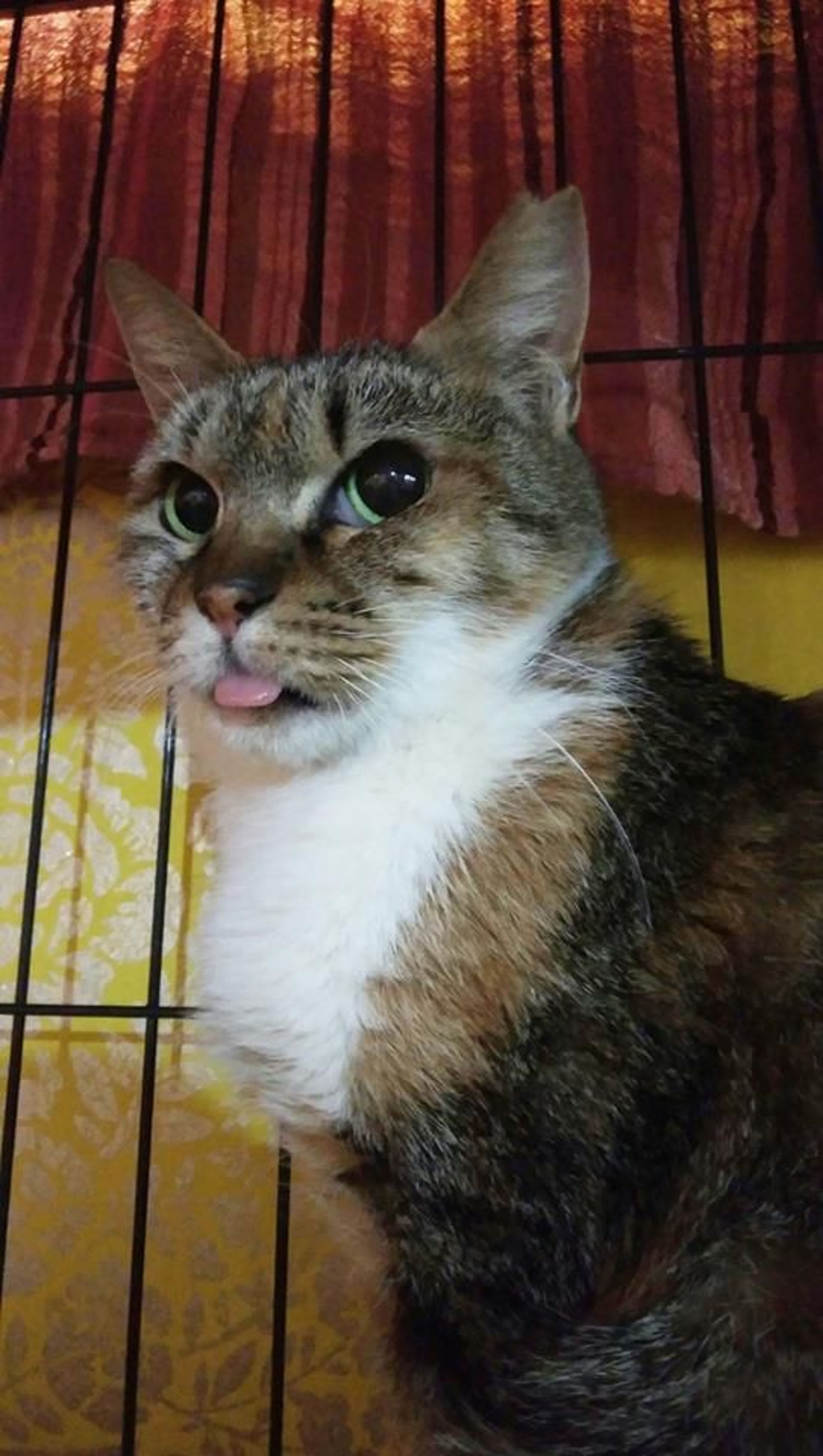 雑種（ミックス猫）・メスの里親募集の写真