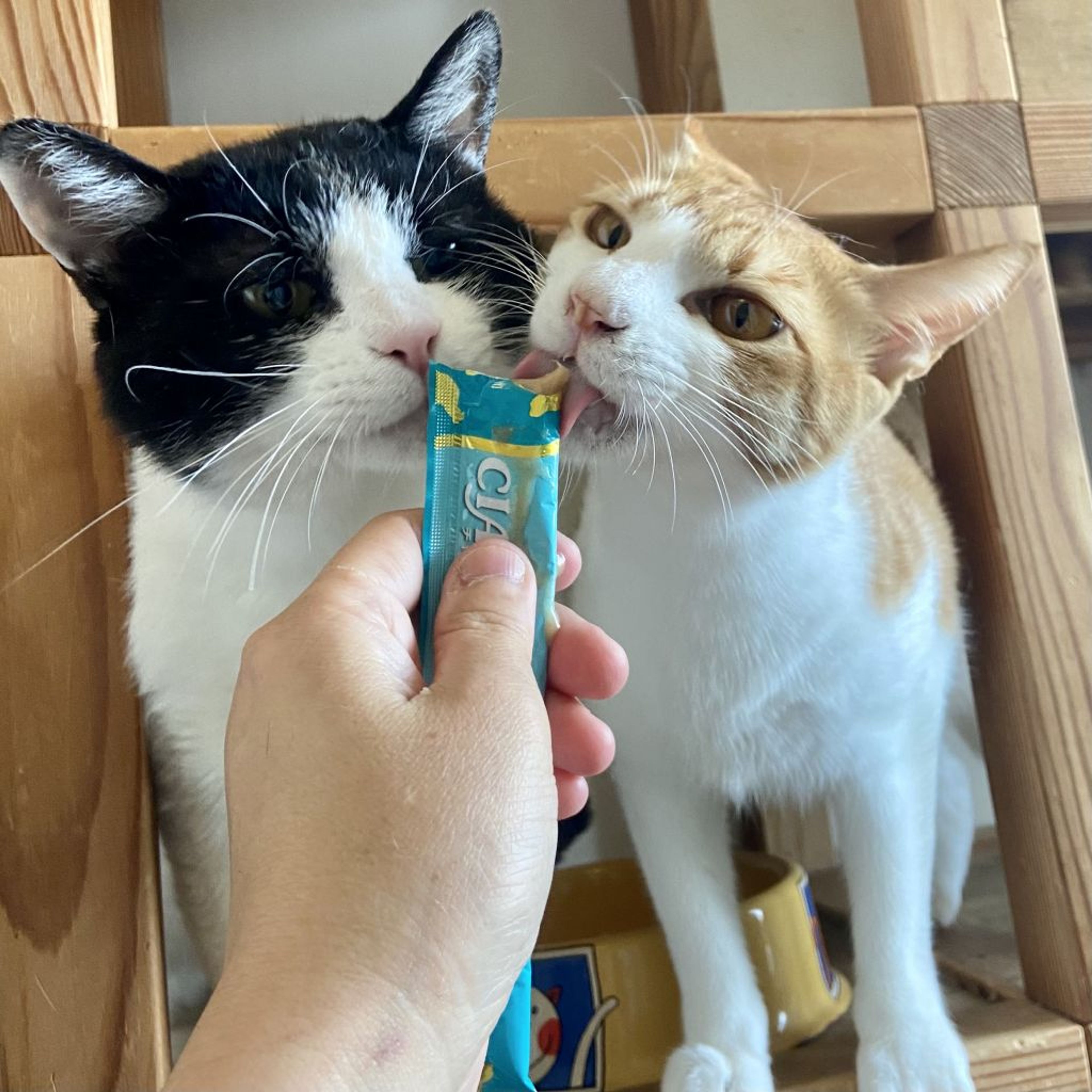 雑種（ミックス猫）・メスの里親募集の写真
