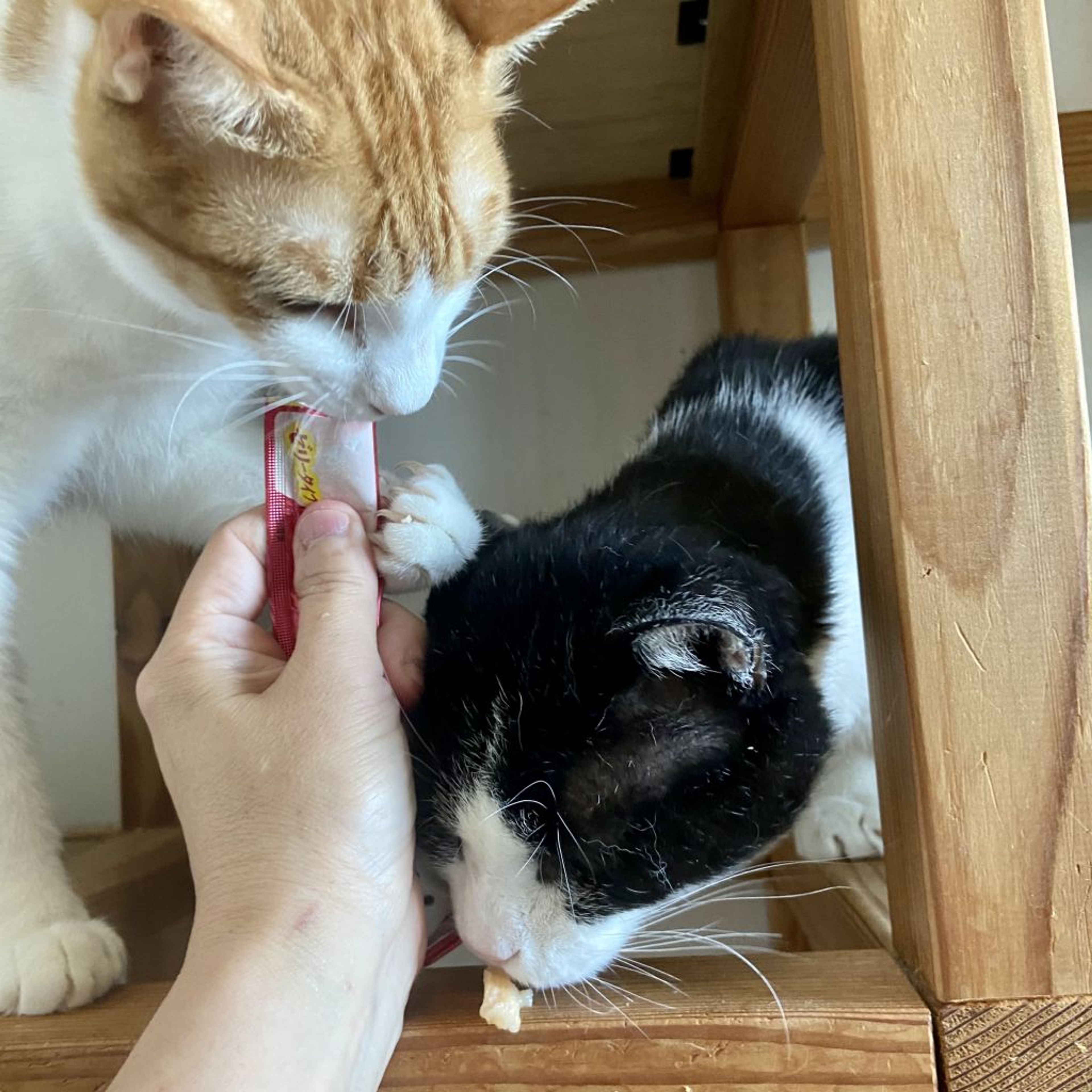 pet-image-2