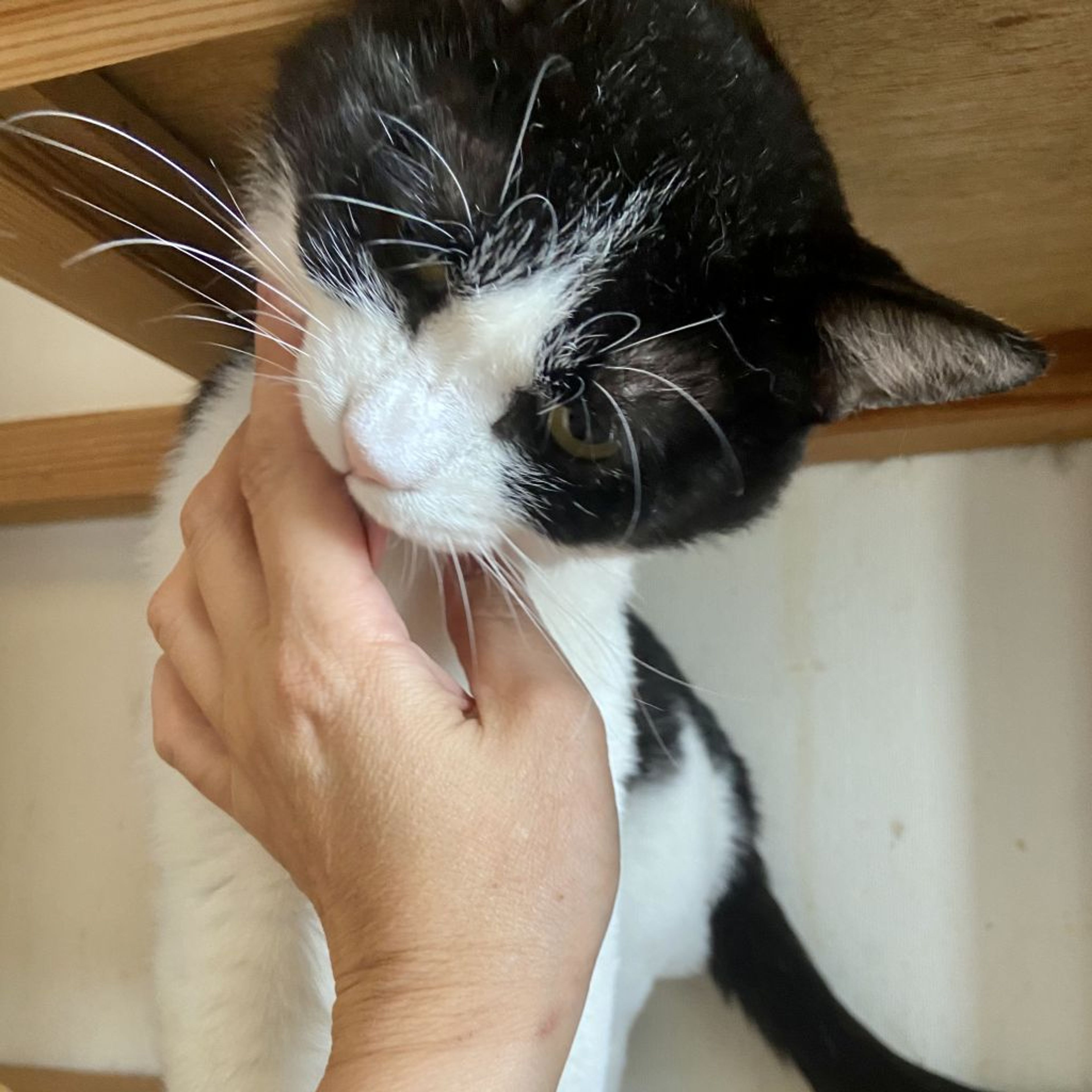 pet-image-3