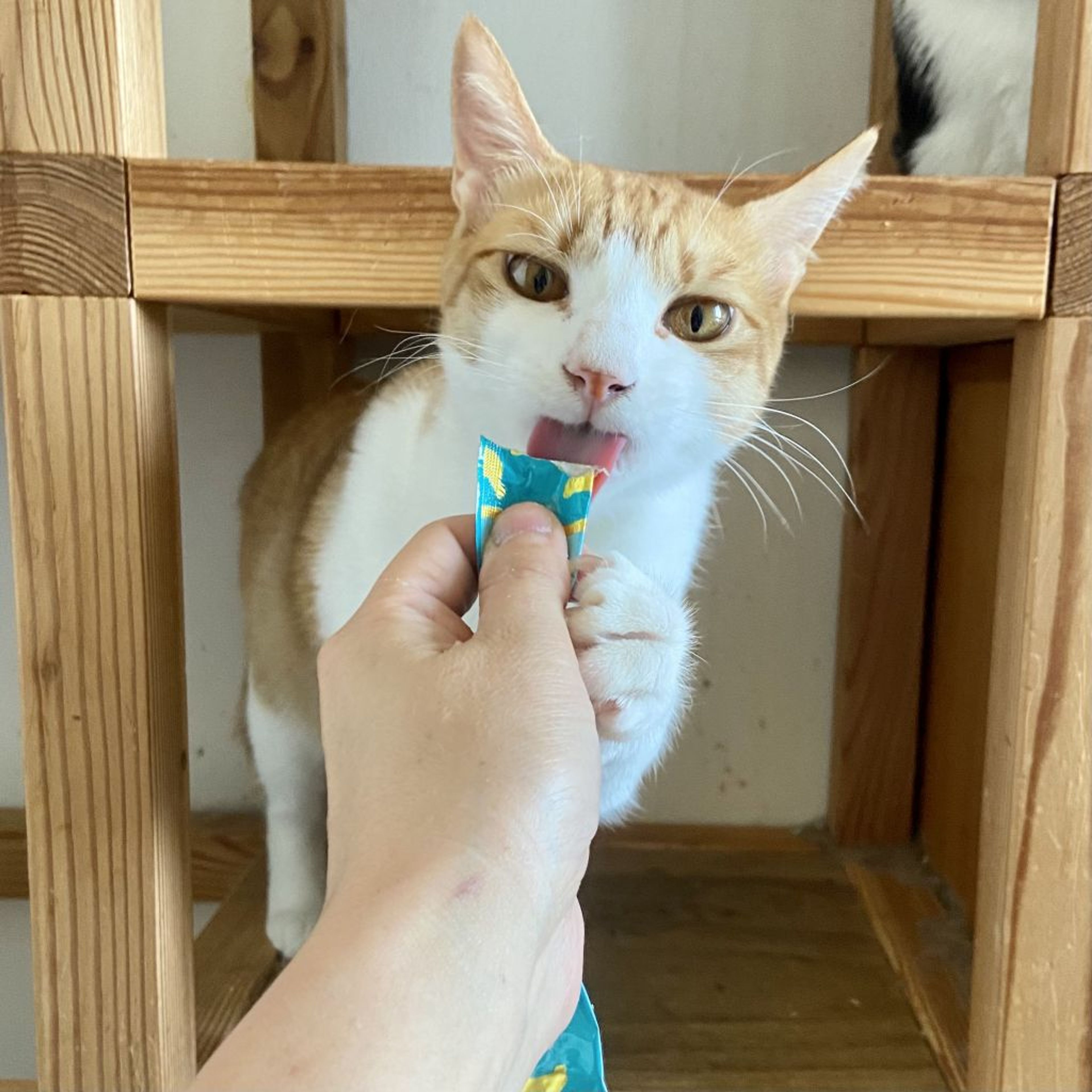 pet-image-4