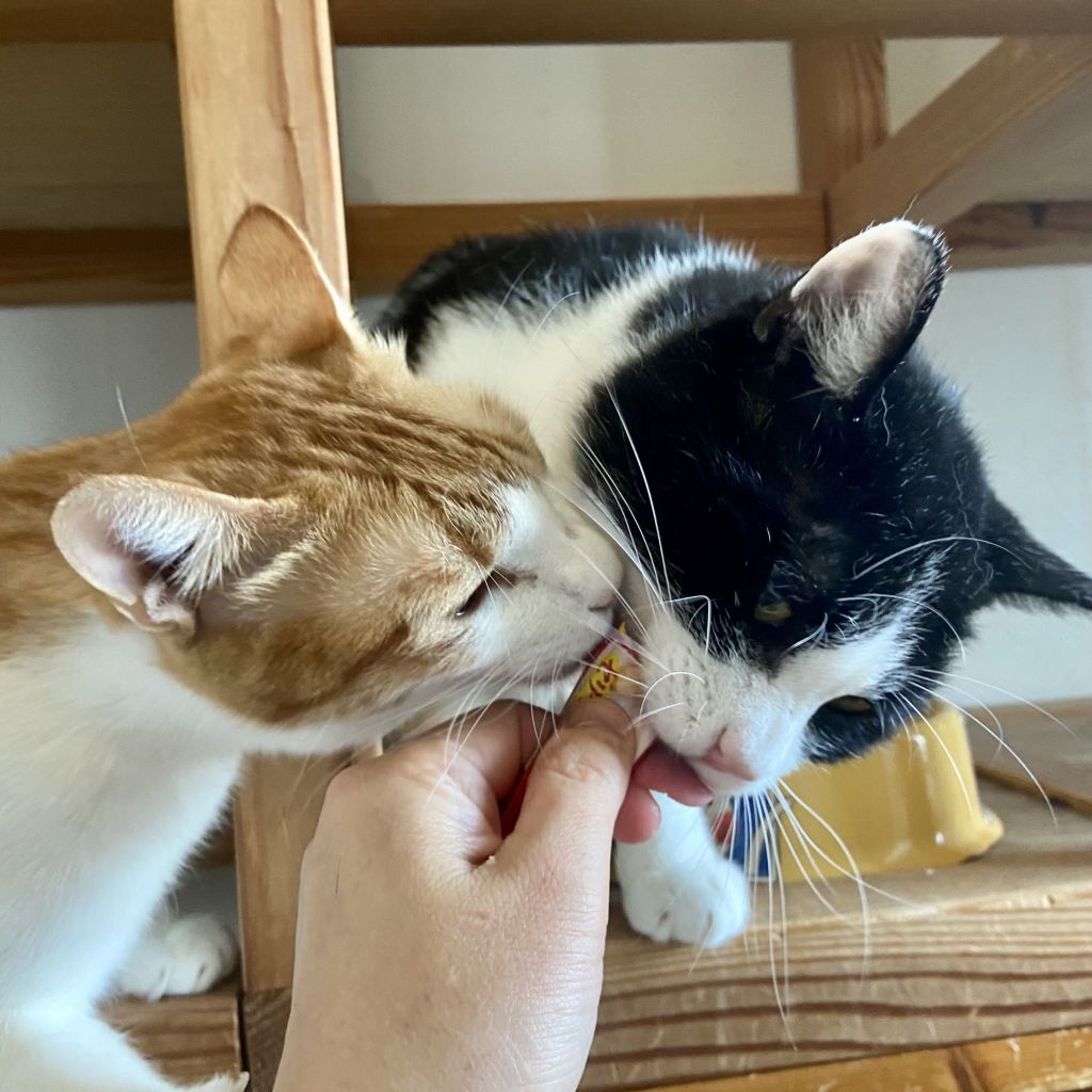 pet-image-5