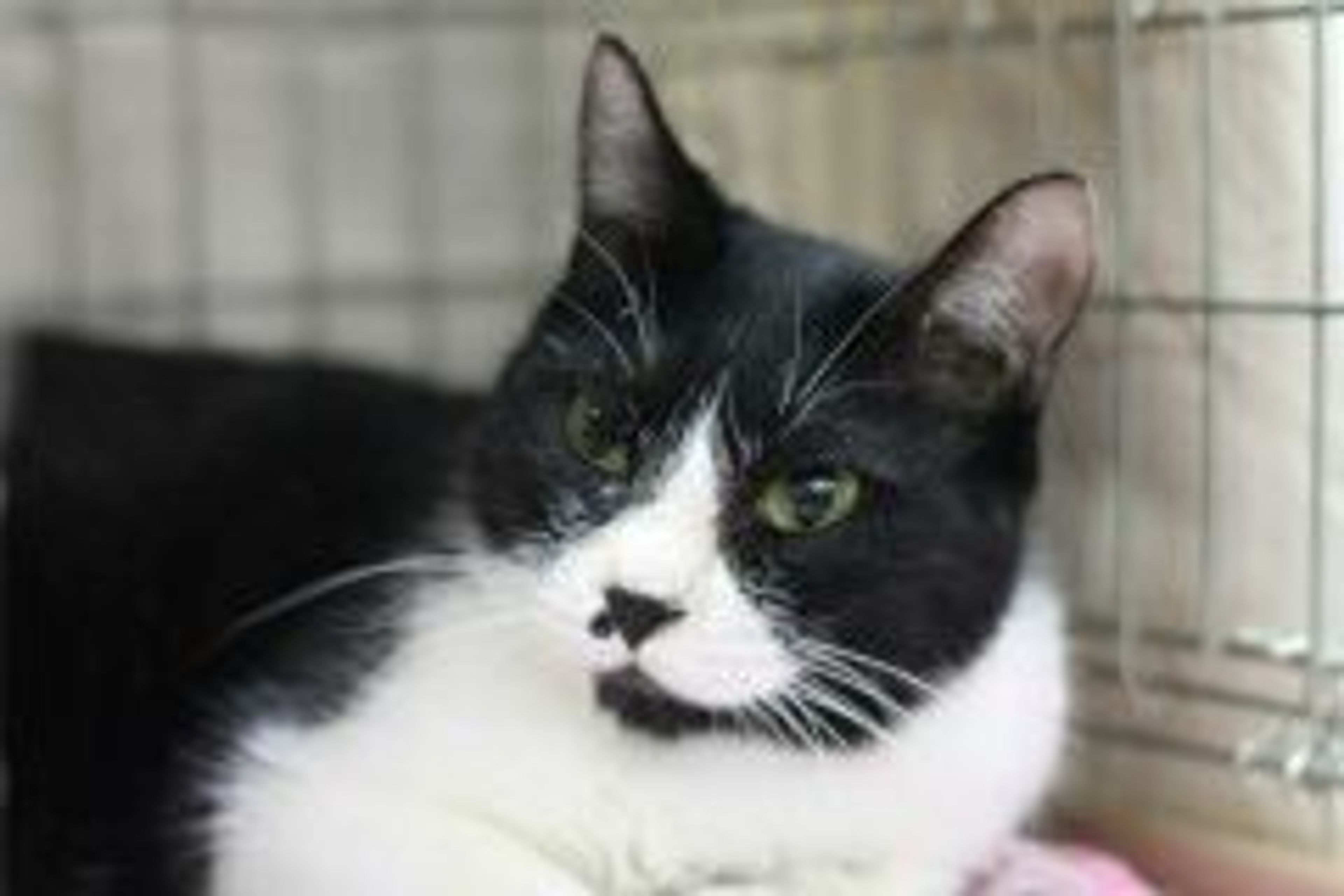 雑種（ミックス猫）・メスの里親募集の写真