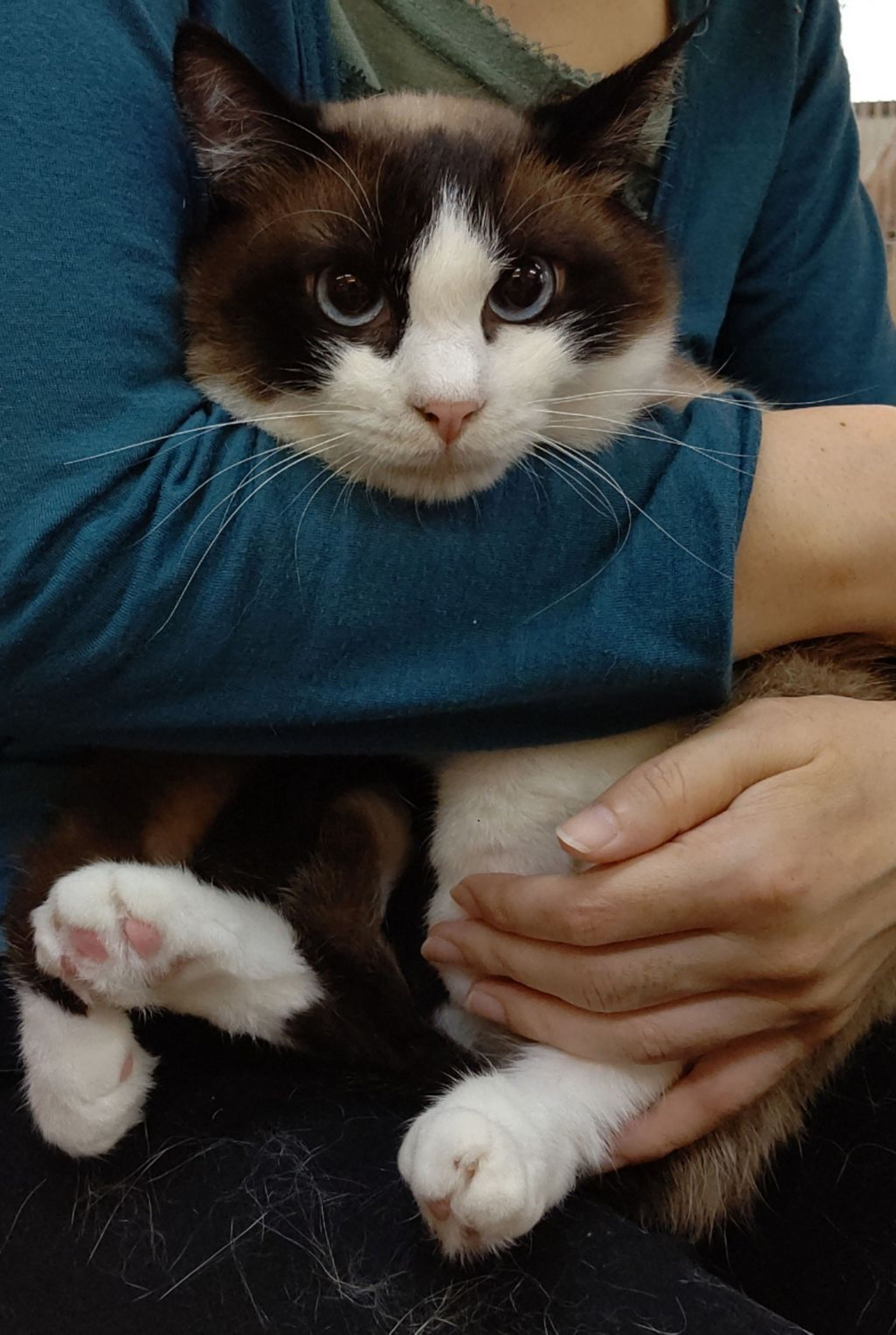 雑種（ミックス猫）・オスの里親募集の写真