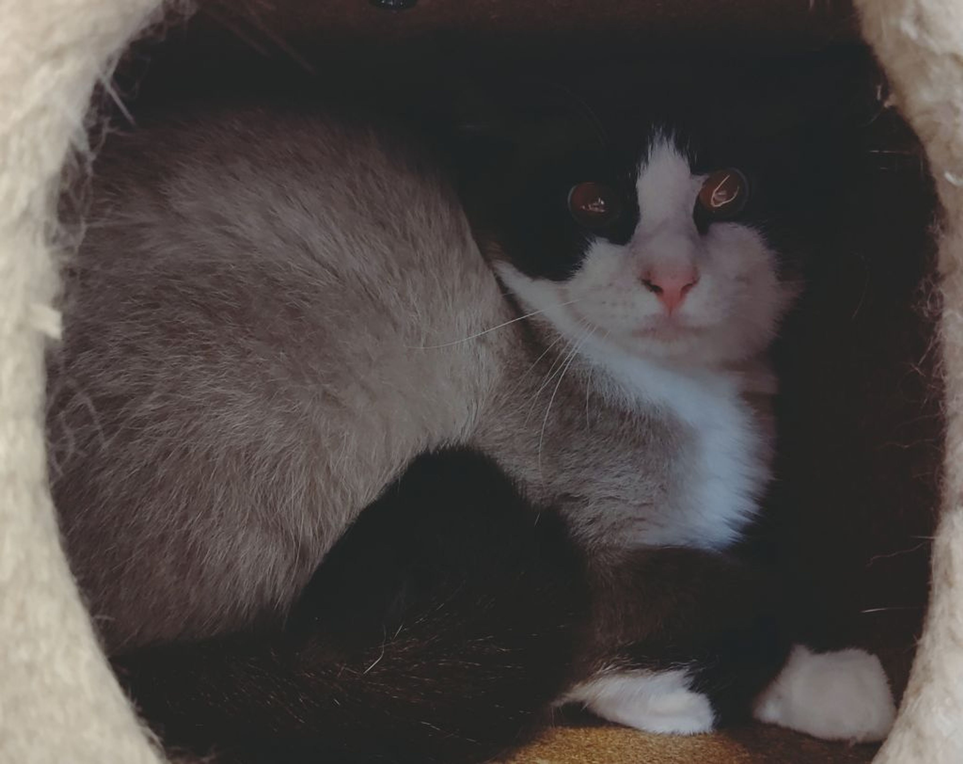 pet-image-2