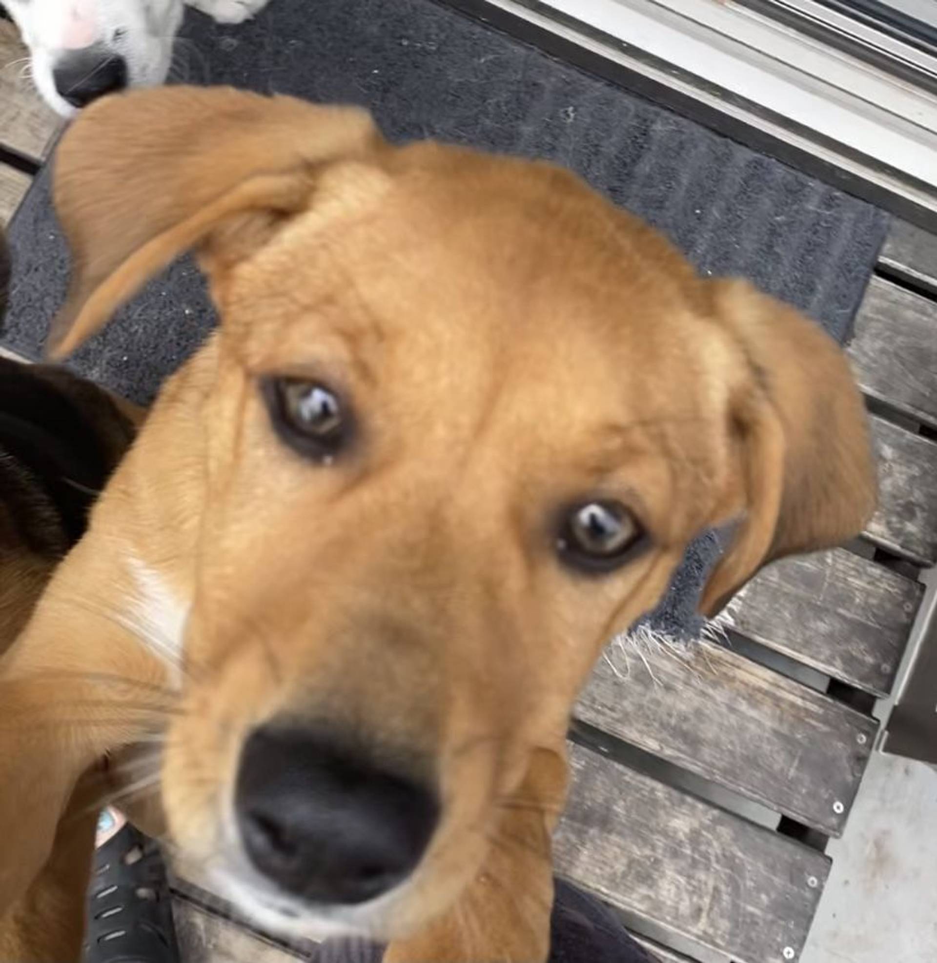 雑種（ミックス犬）・メスの里親募集の写真