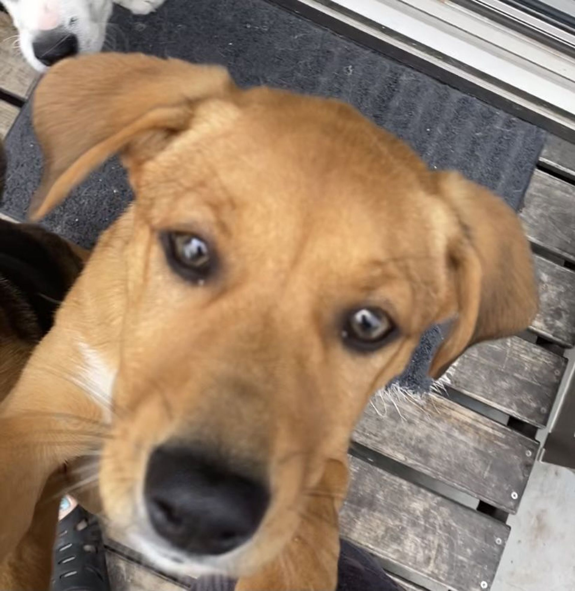 雑種（ミックス犬）・メスの里親募集の写真