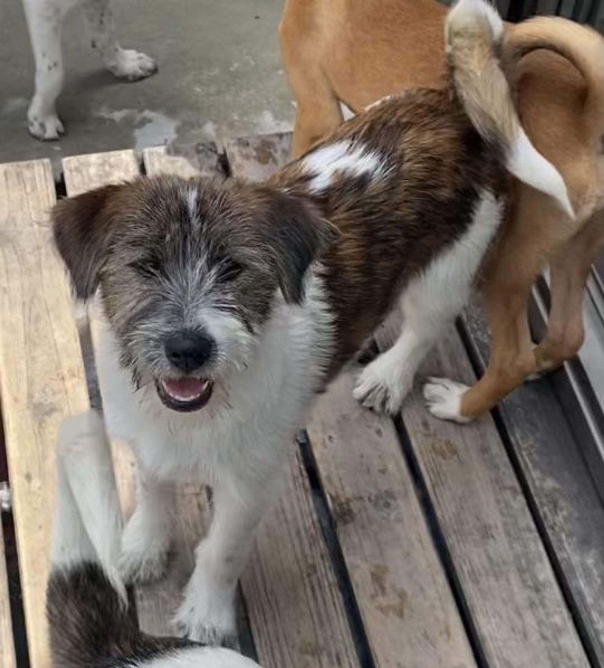 雑種（ミックス犬）・オスの里親募集の写真