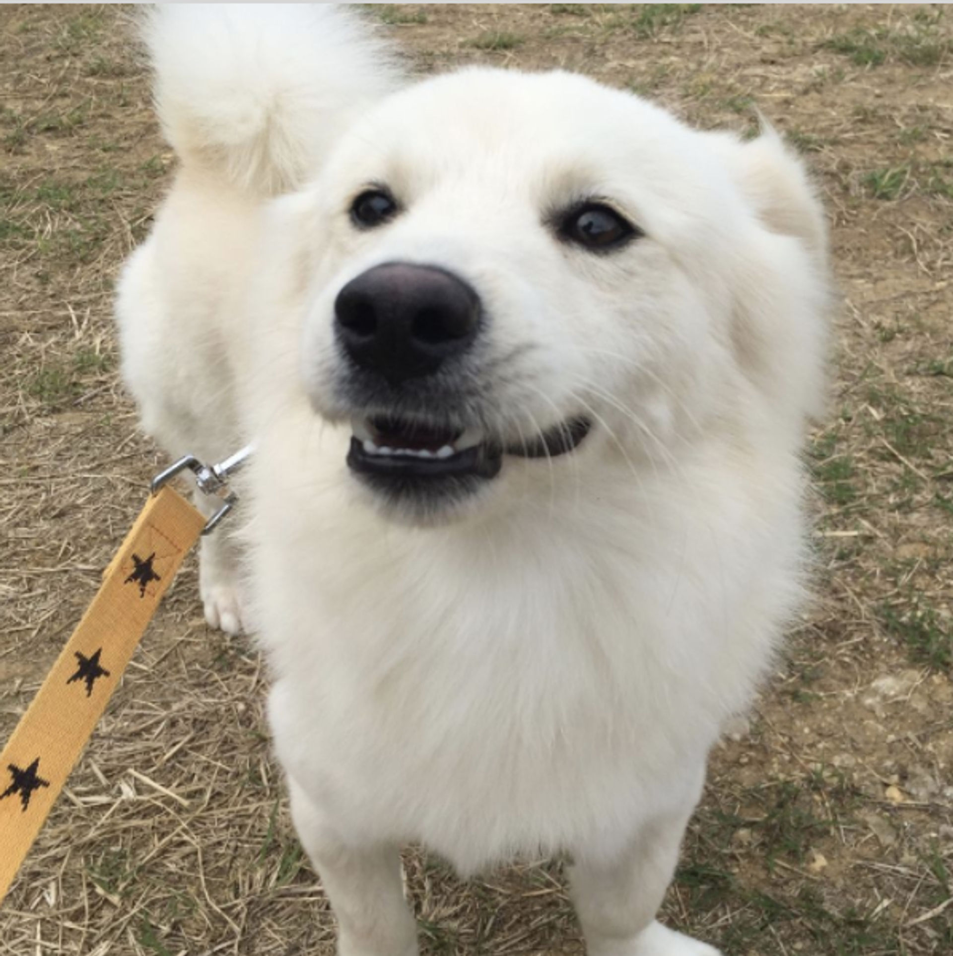 雑種（ミックス犬）・オスの里親募集の写真