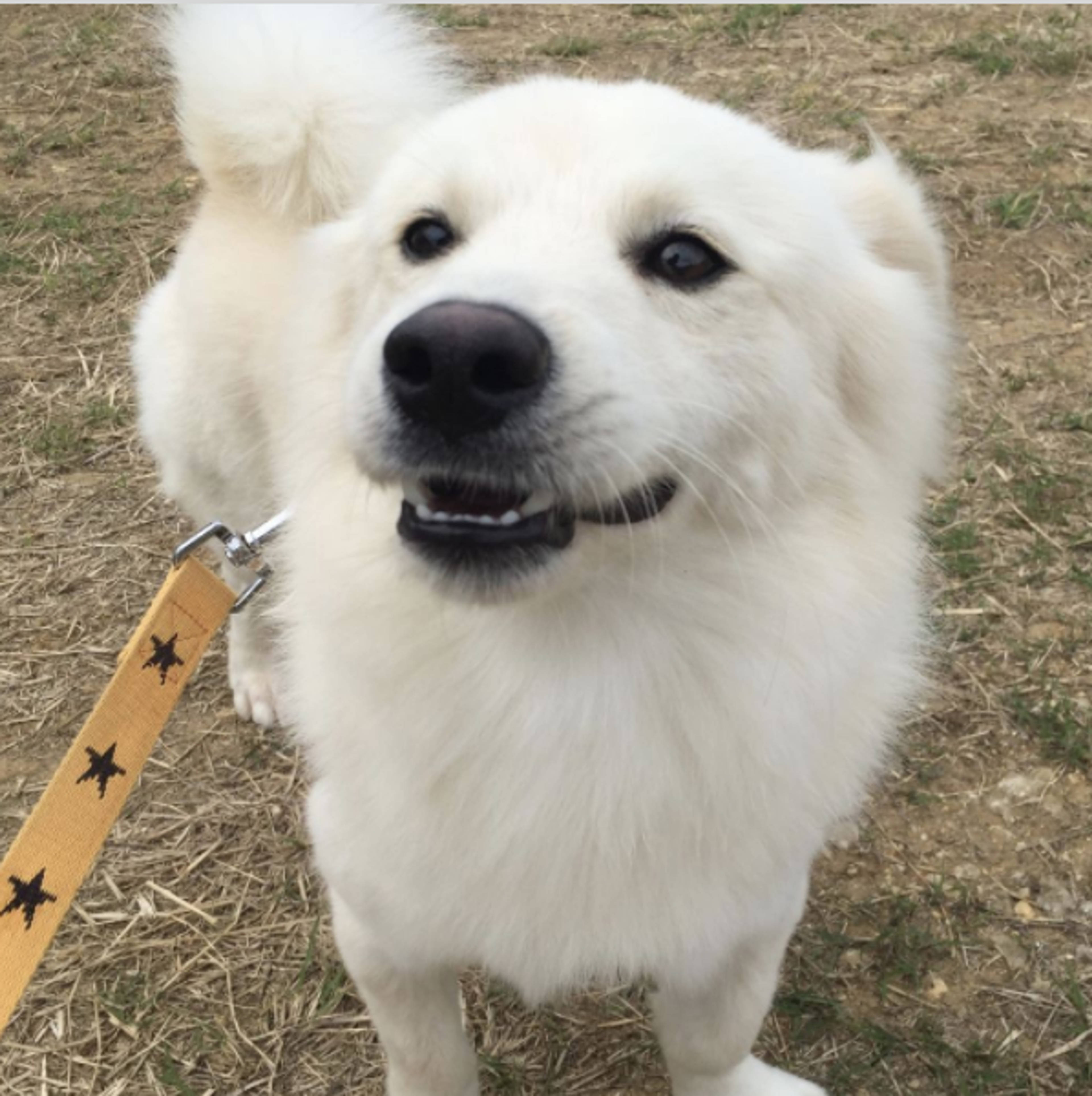 雑種（ミックス犬）・オスの里親募集の写真
