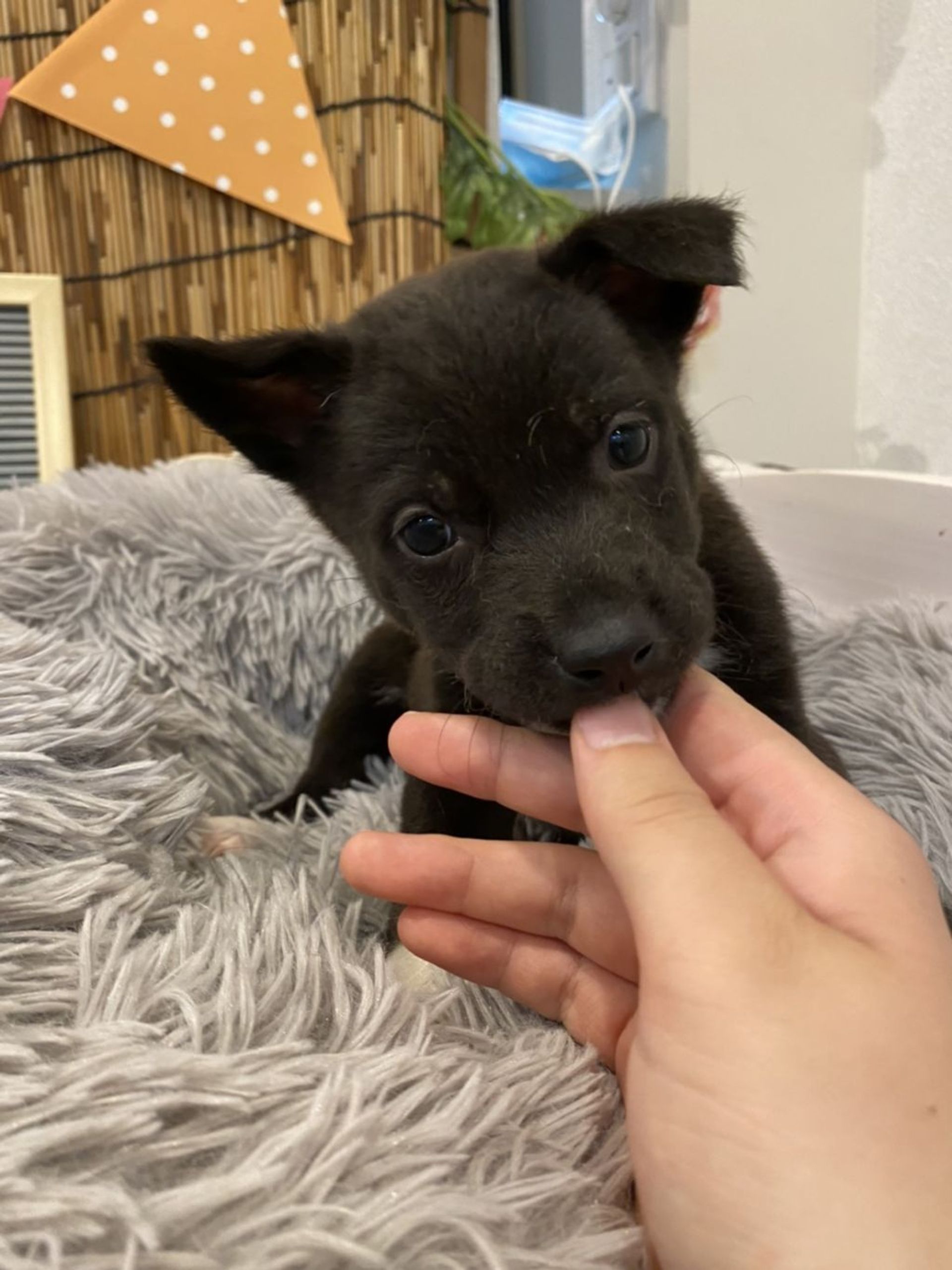 雑種（ミックス犬）・メスの里親募集の写真