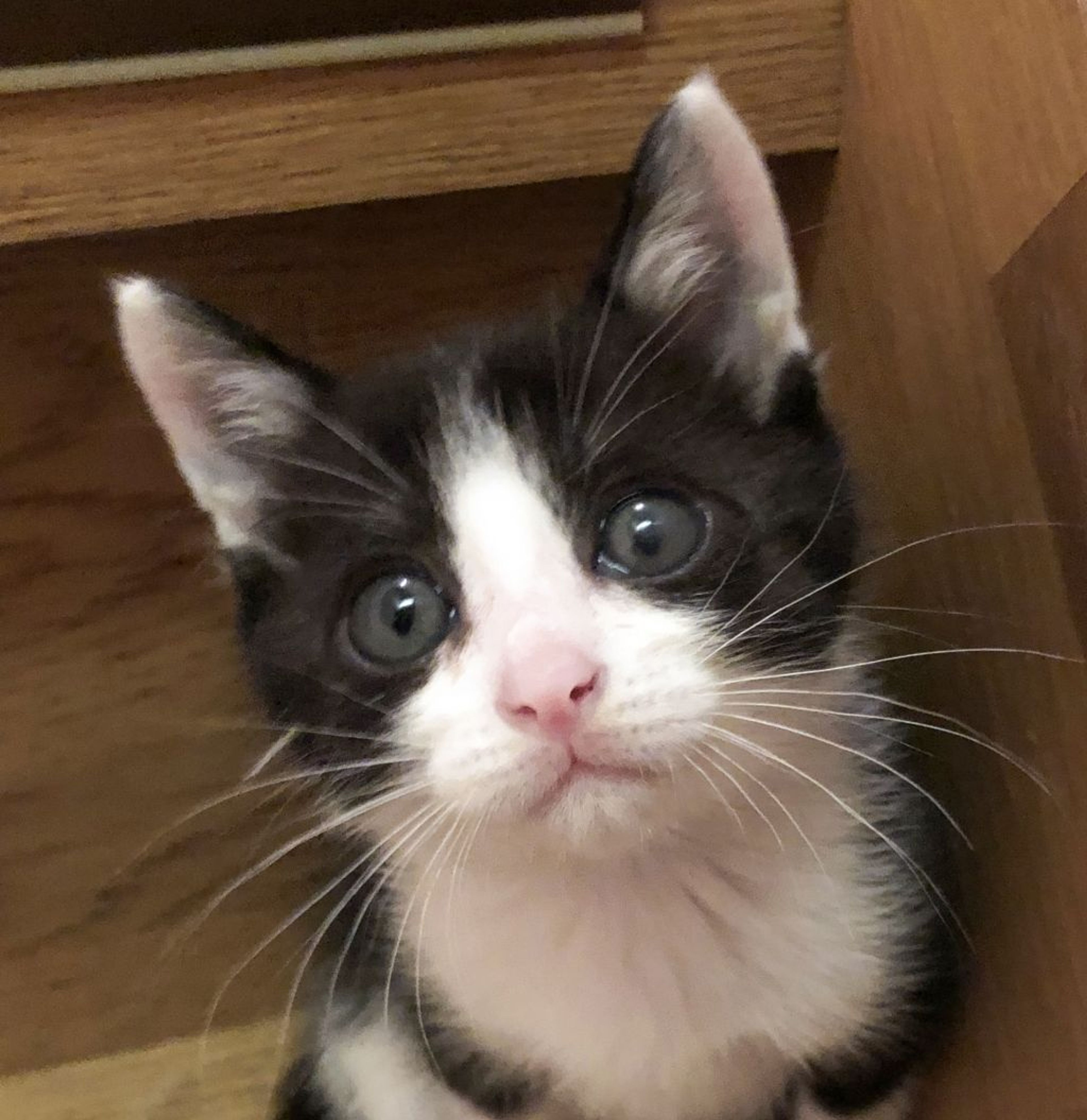 雑種（ミックス猫）・オスの里親募集の写真