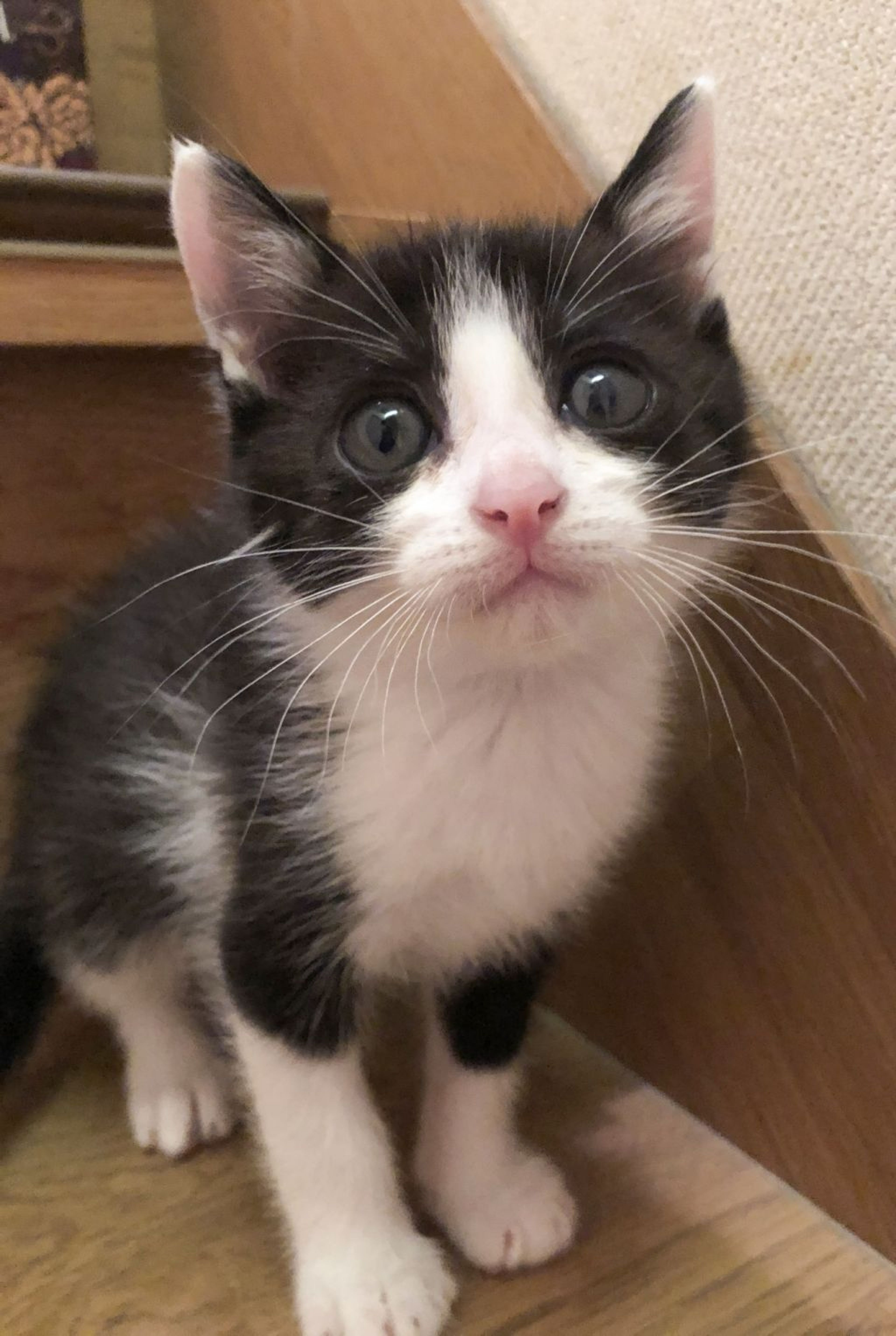 pet-image-2