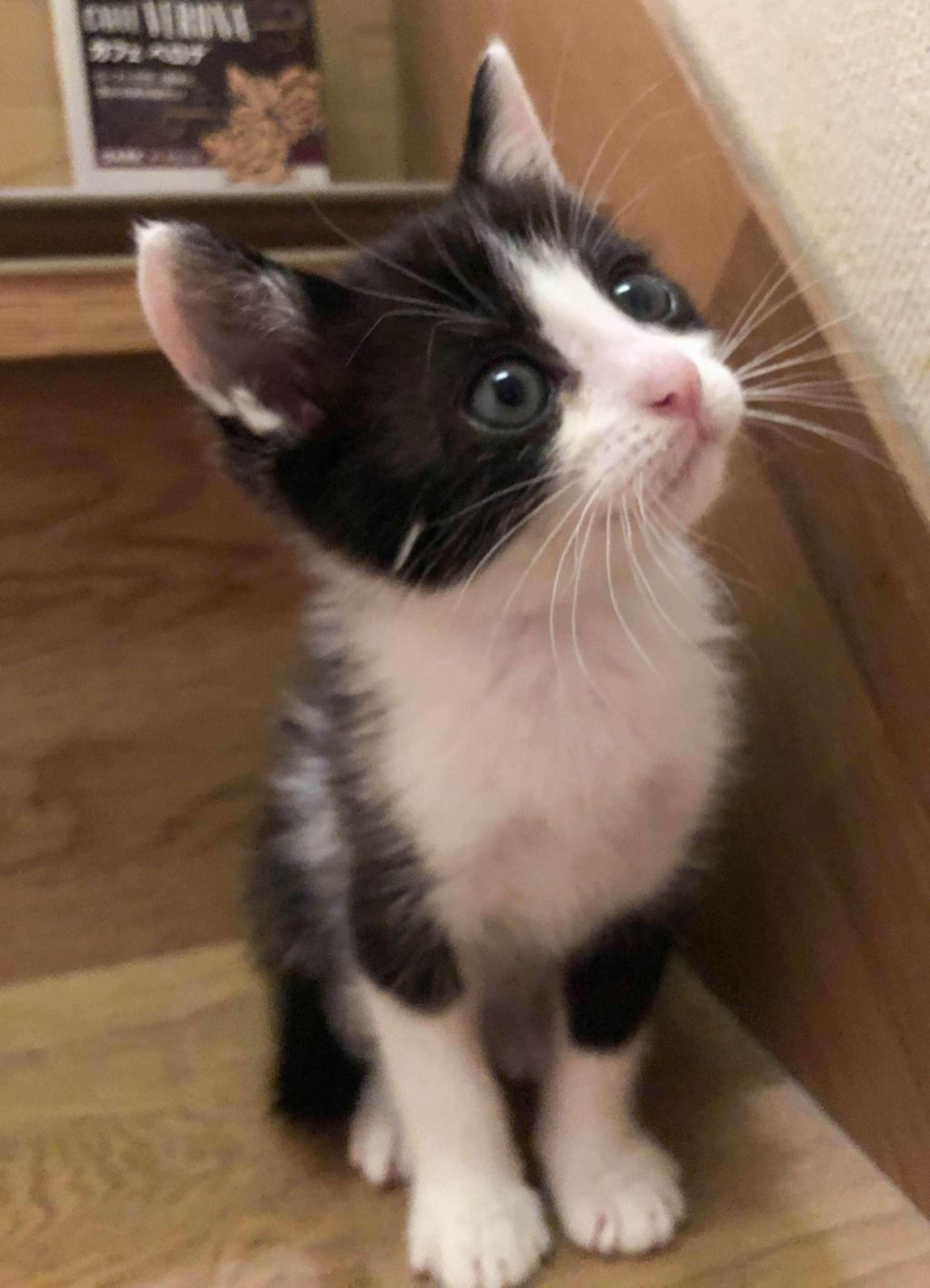 pet-image-3