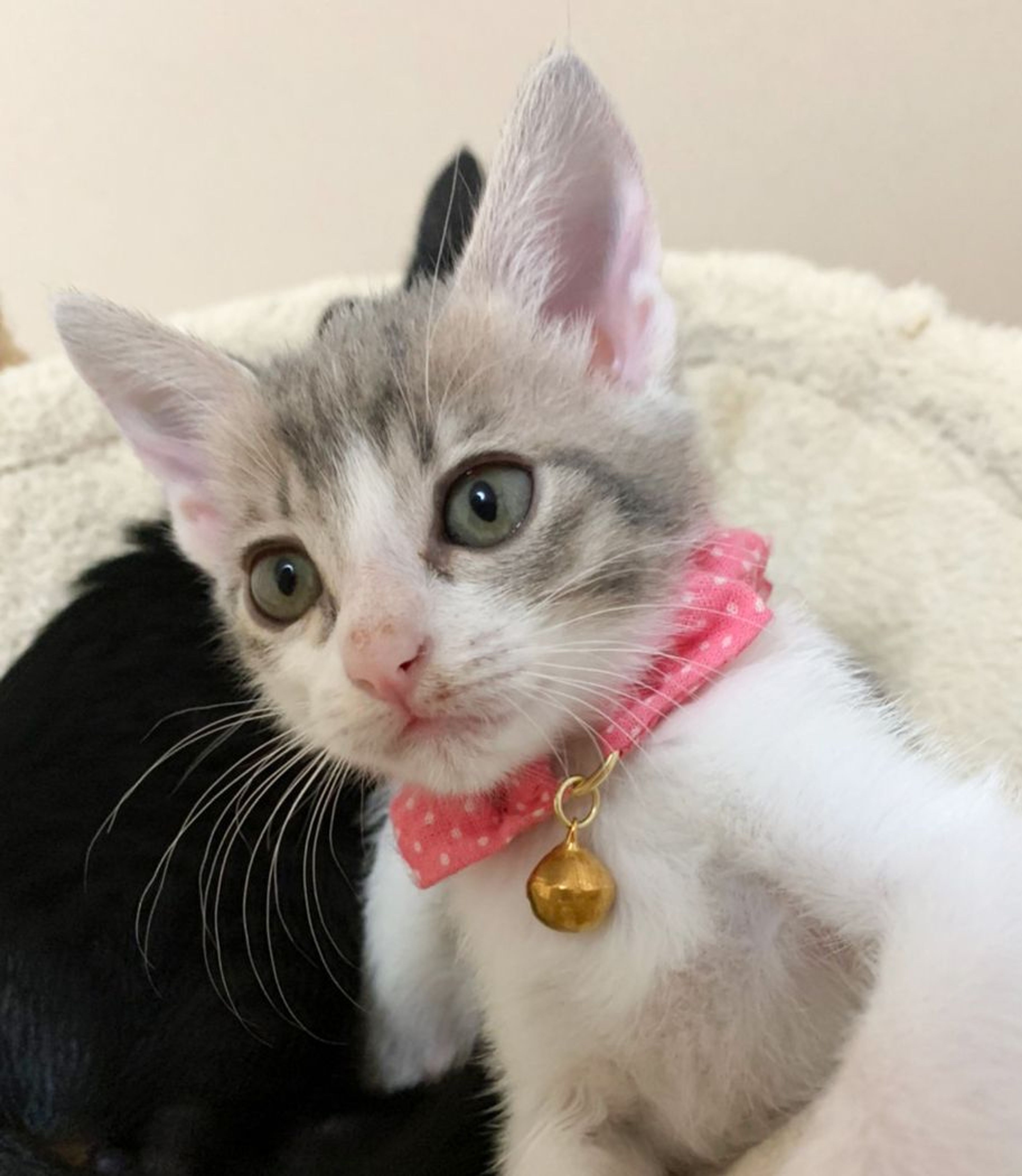 雑種（ミックス猫）・メスの里親募集の写真