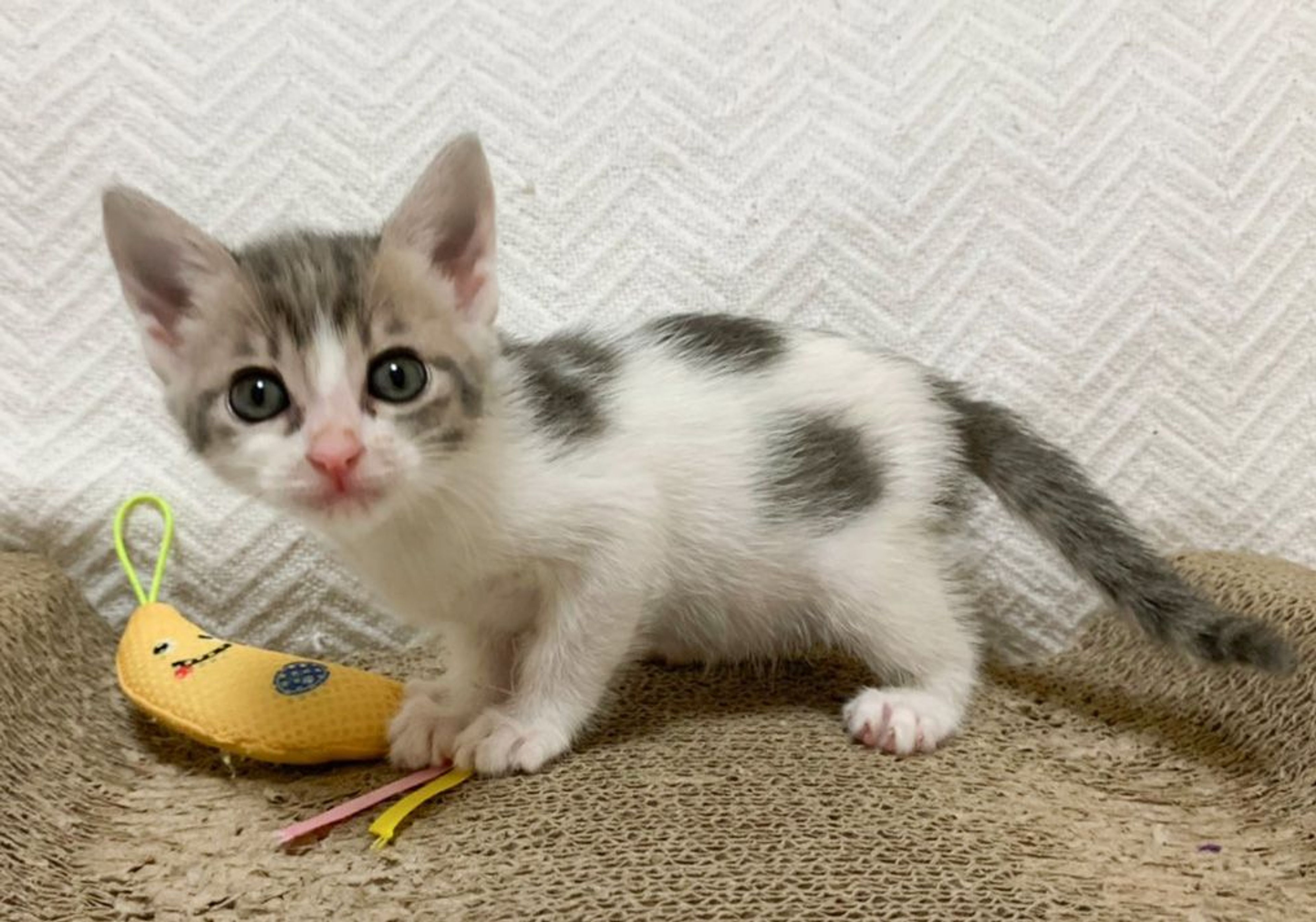 pet-image-2