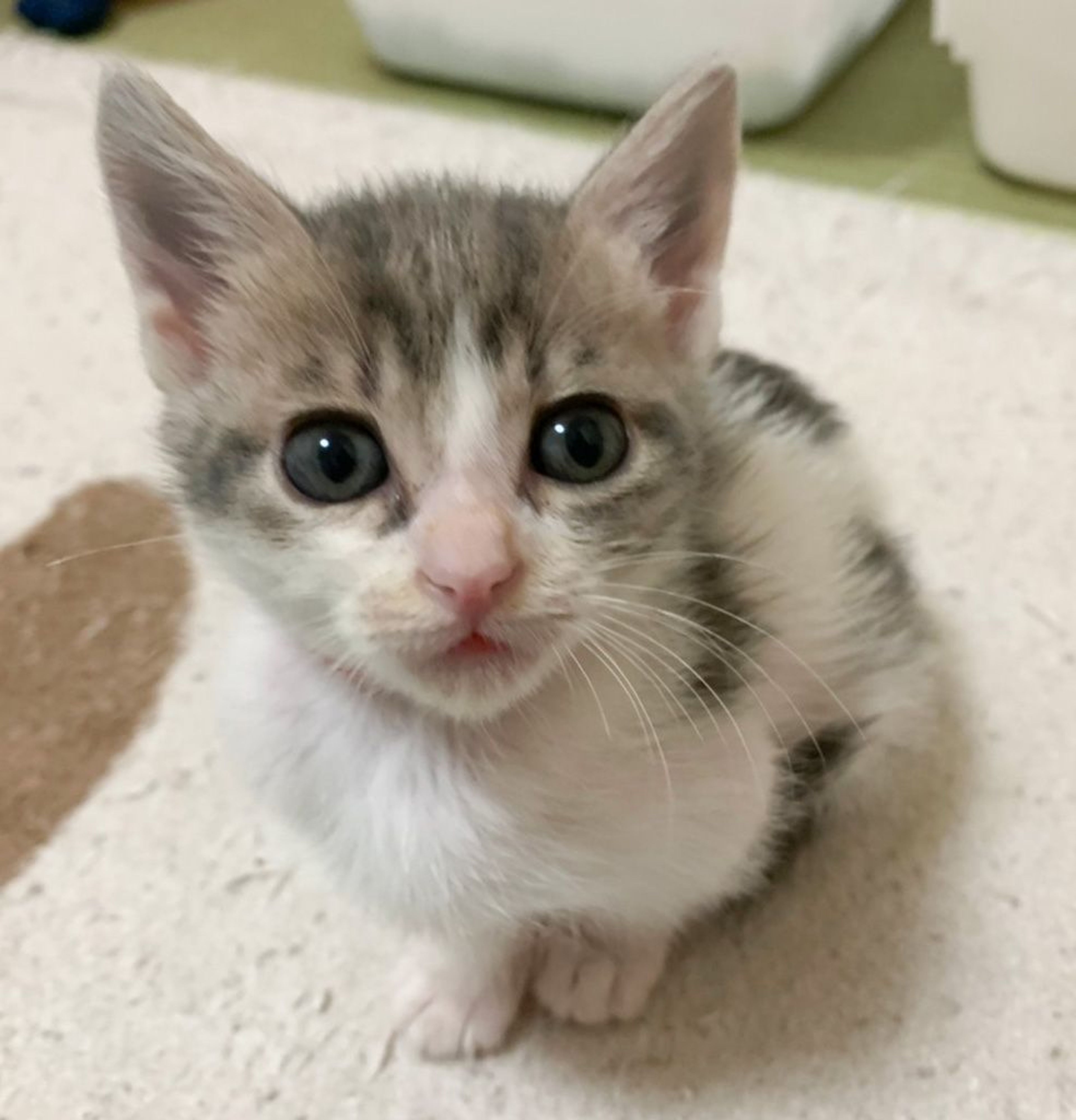 pet-image-6