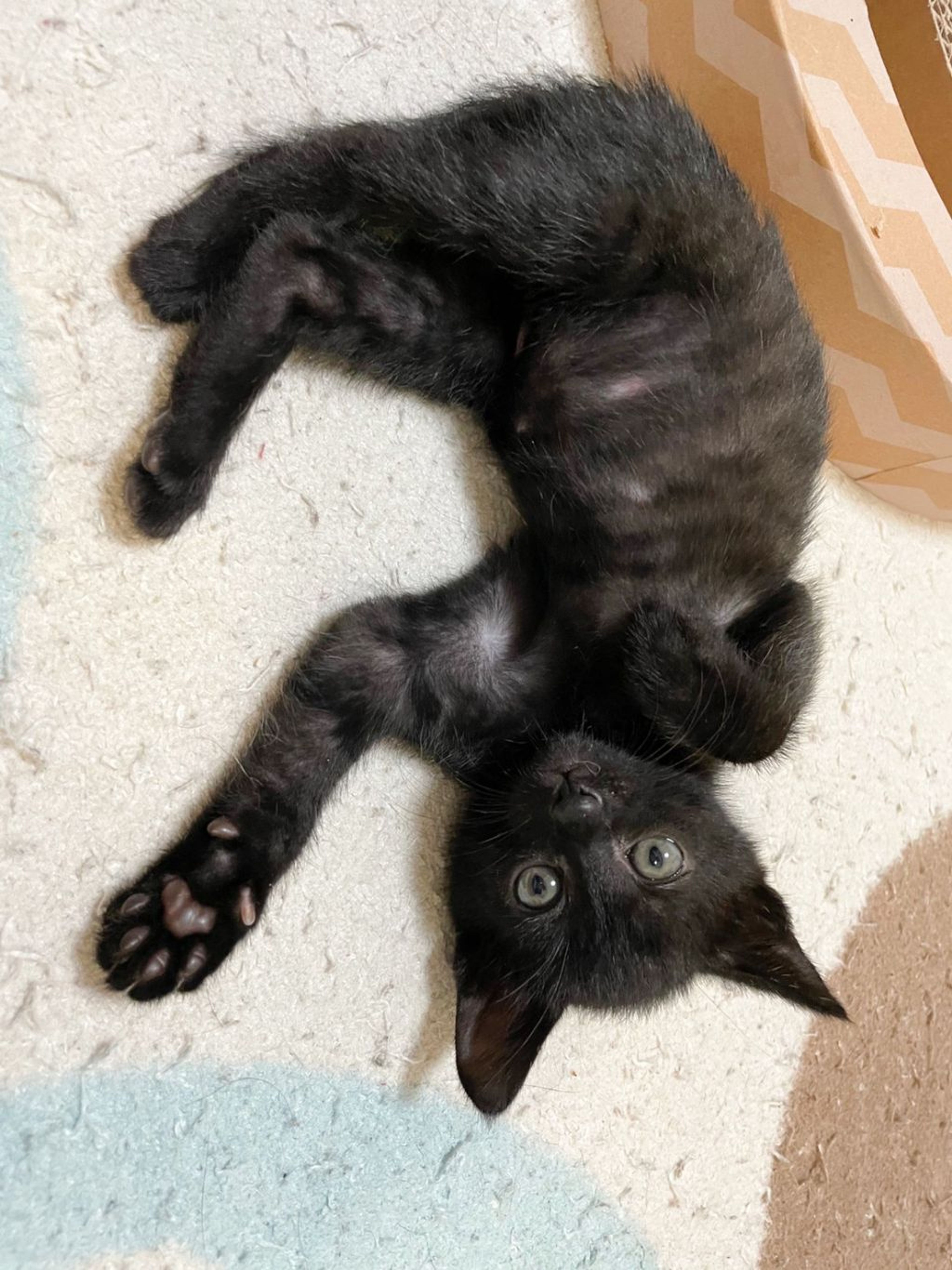 pet-image-4