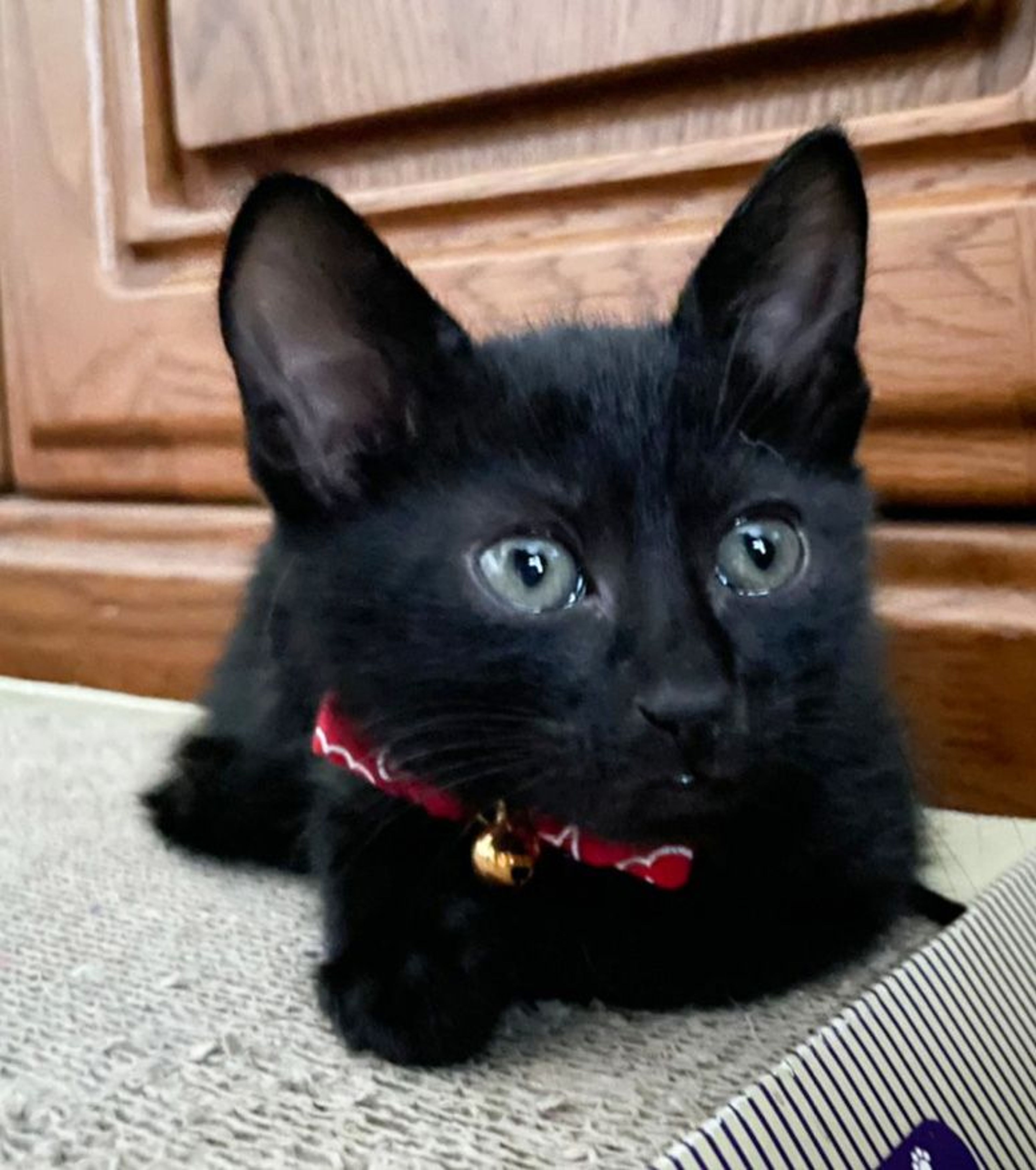 pet-image-6