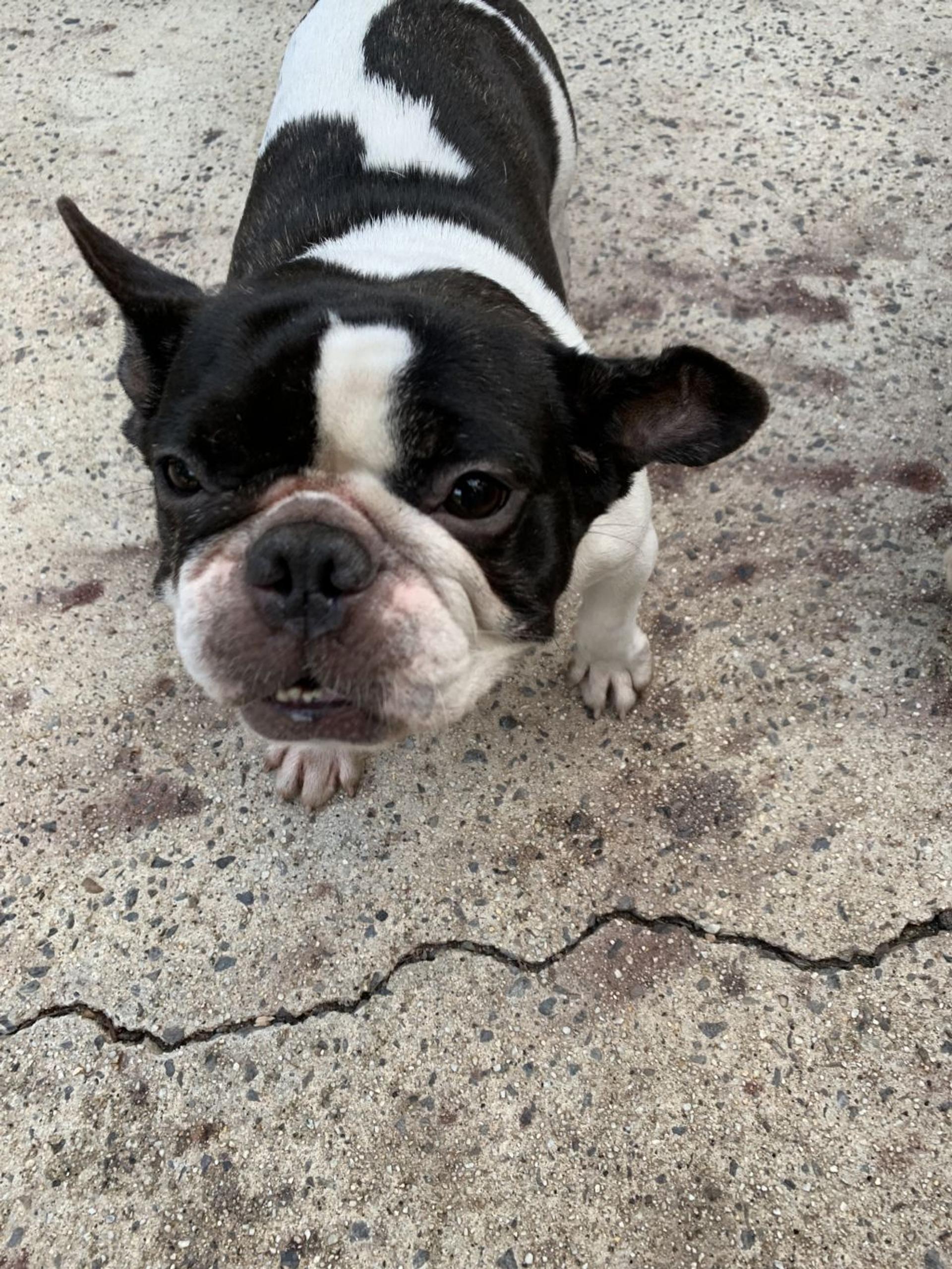pet-image-2