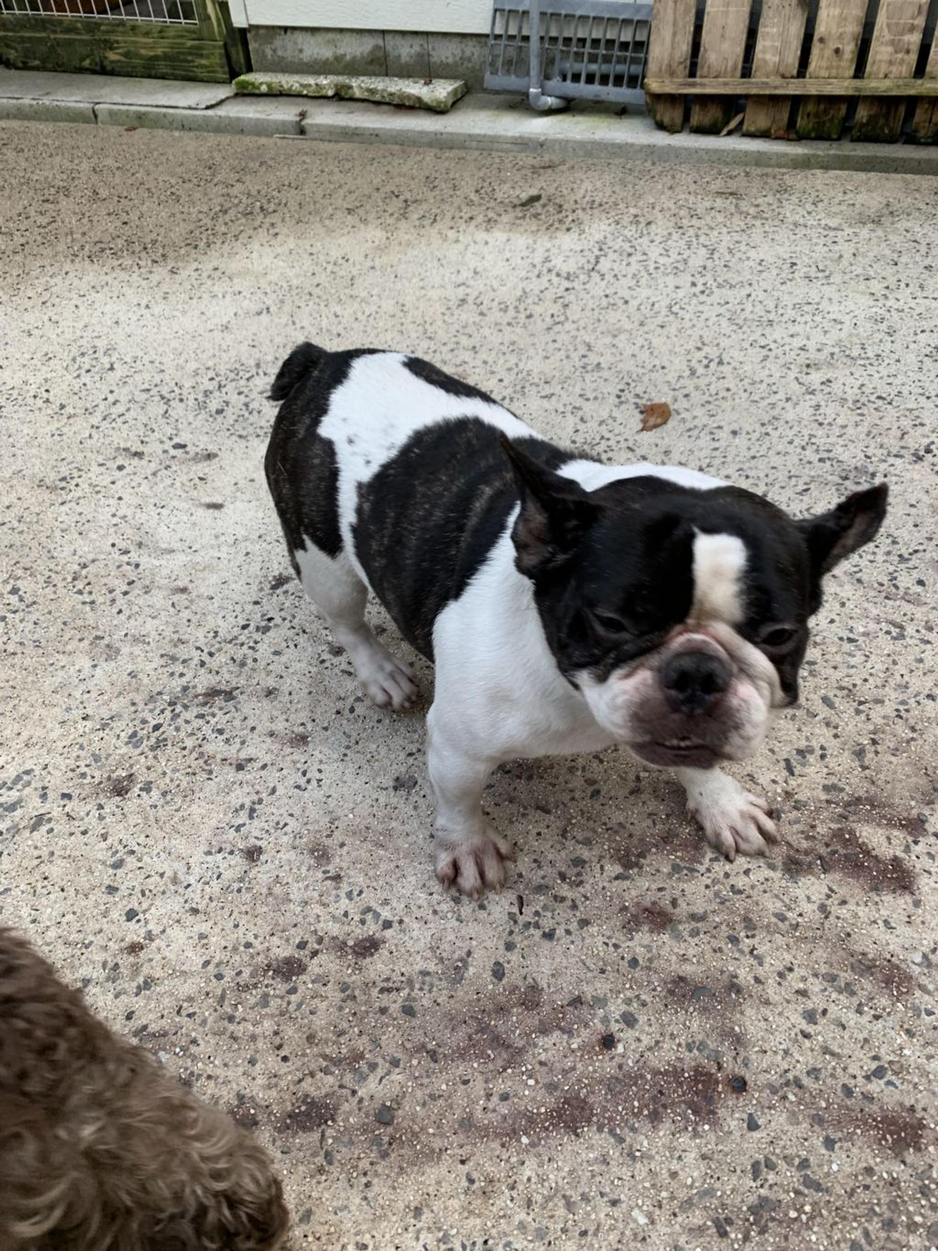 pet-image-3