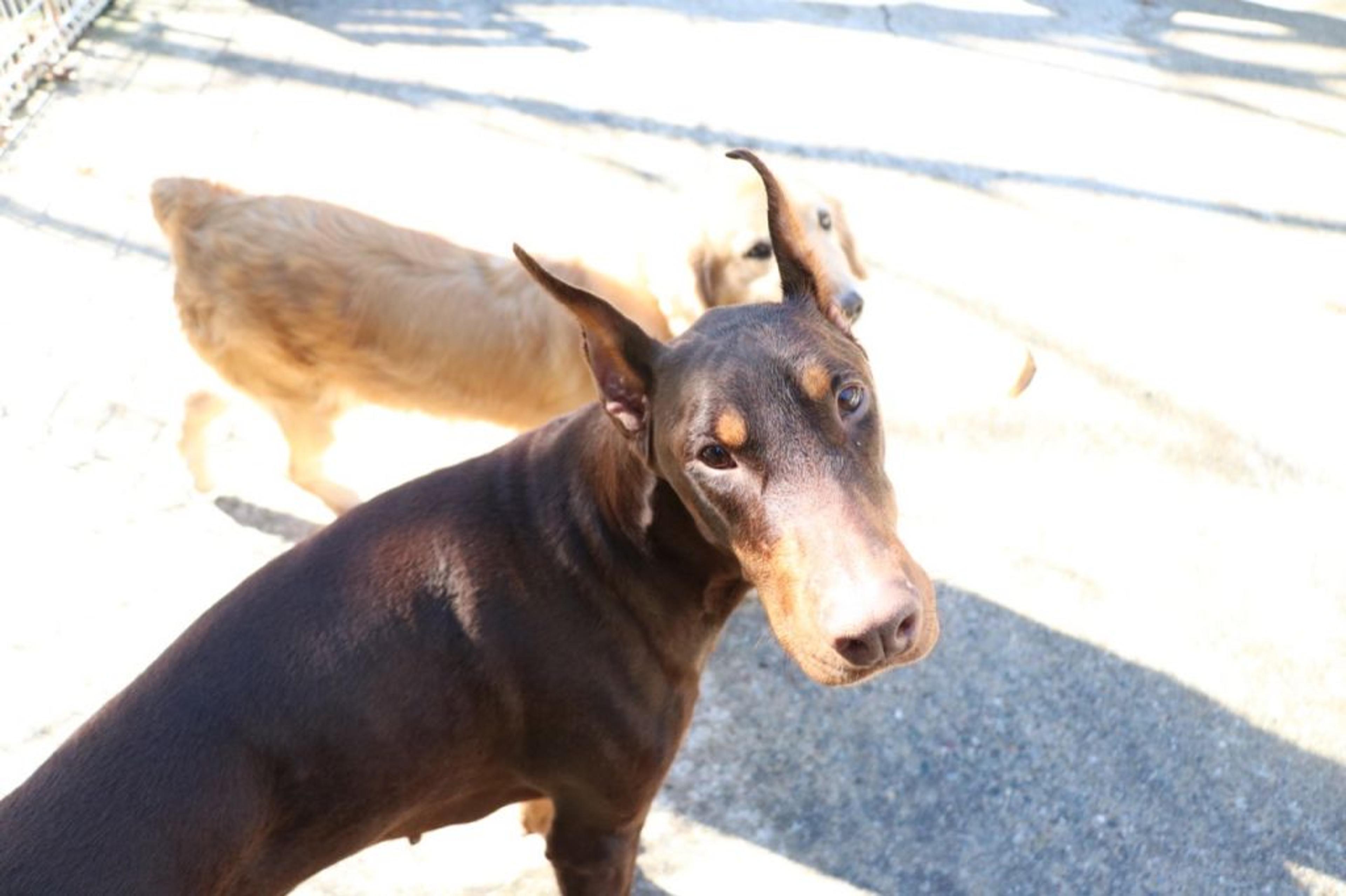 pet-image-2