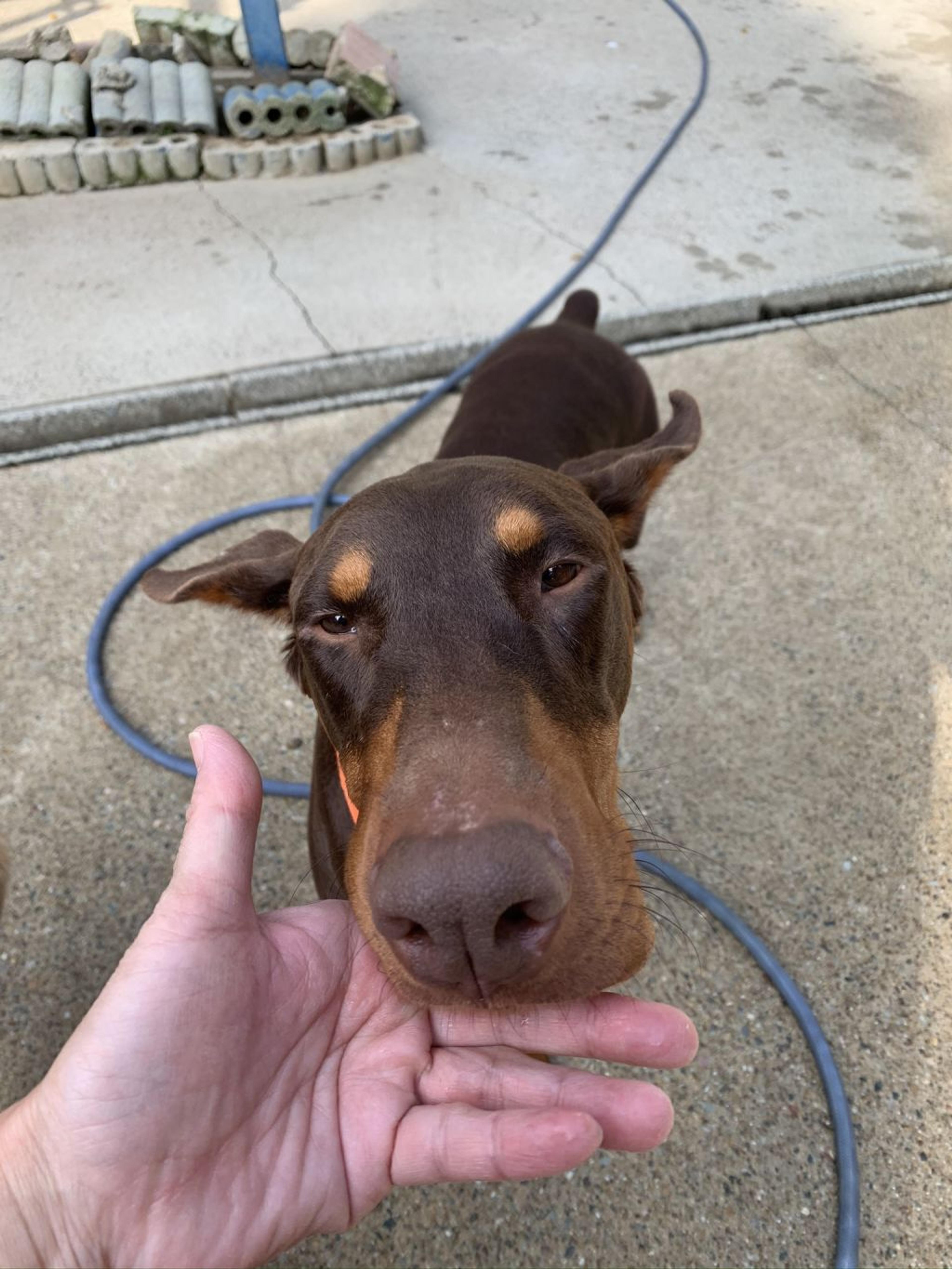 pet-image-3