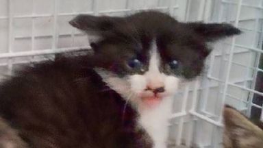 ちびがんこの写真