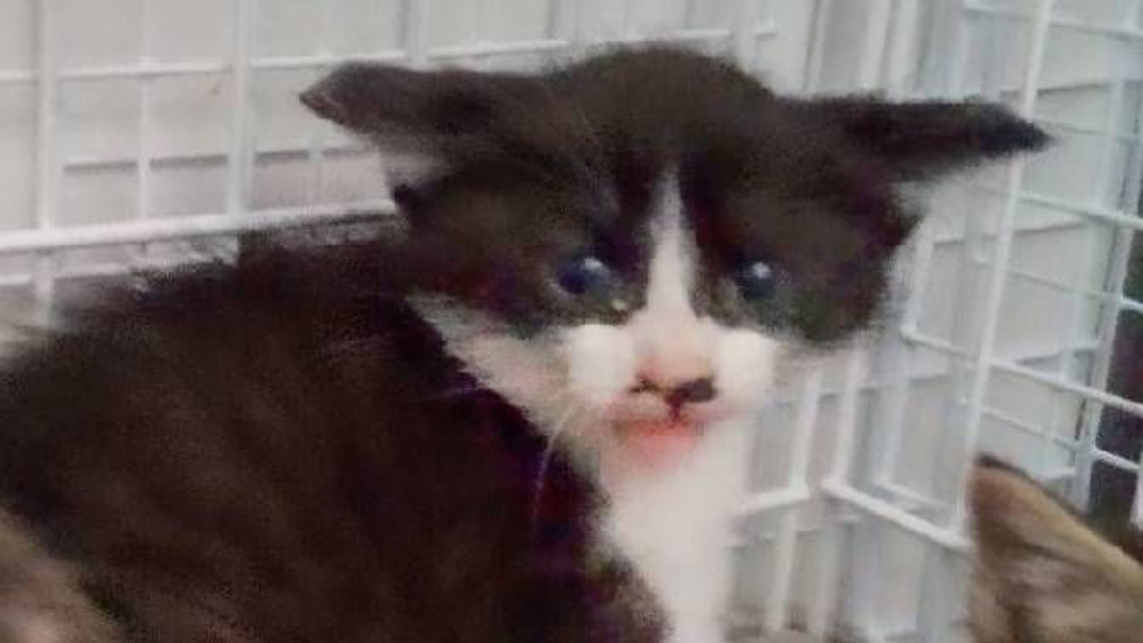 雑種（ミックス猫）・メスの里親募集の写真
