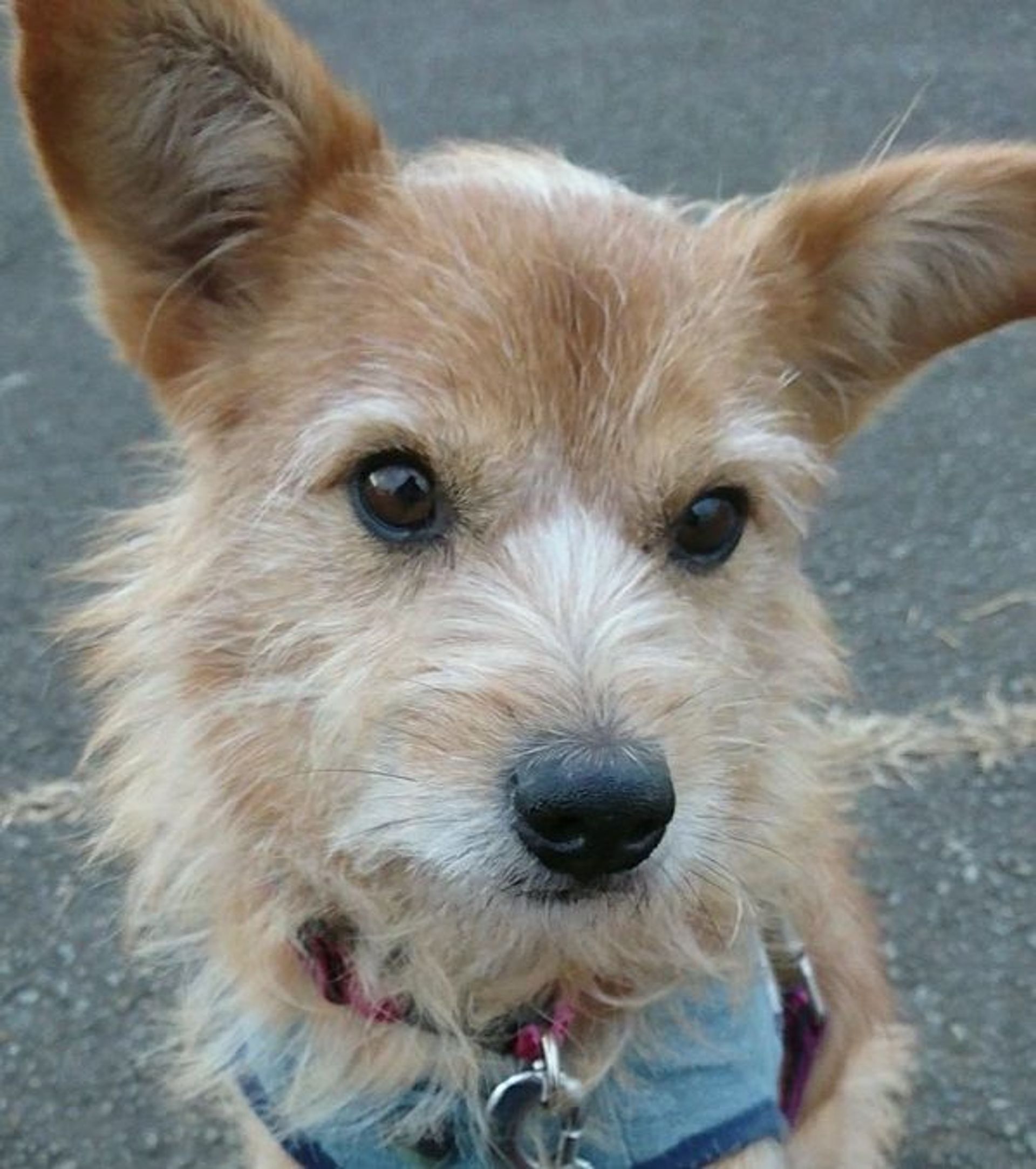 雑種（ミックス犬）・オスの里親募集の写真