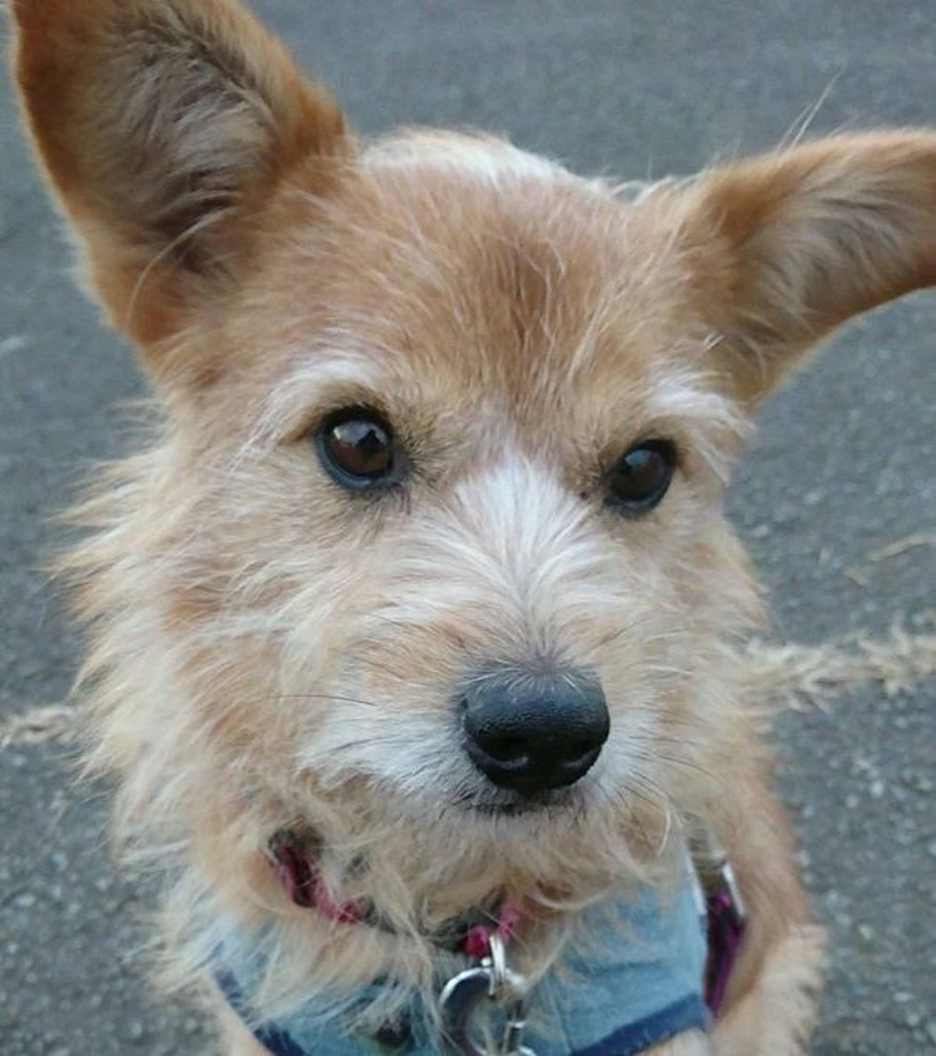 雑種（ミックス犬）・オスの里親募集の写真
