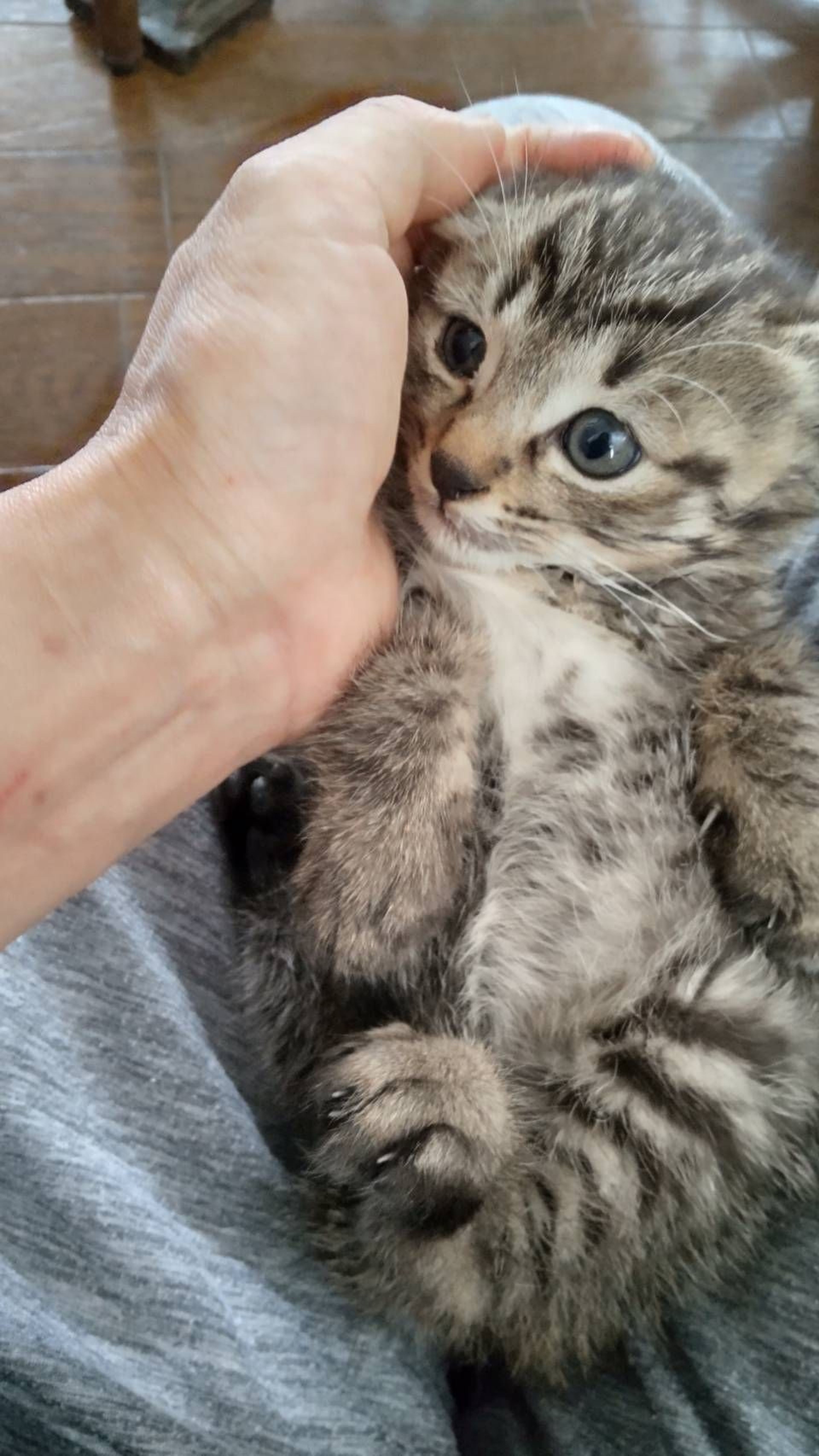 pet-image-2