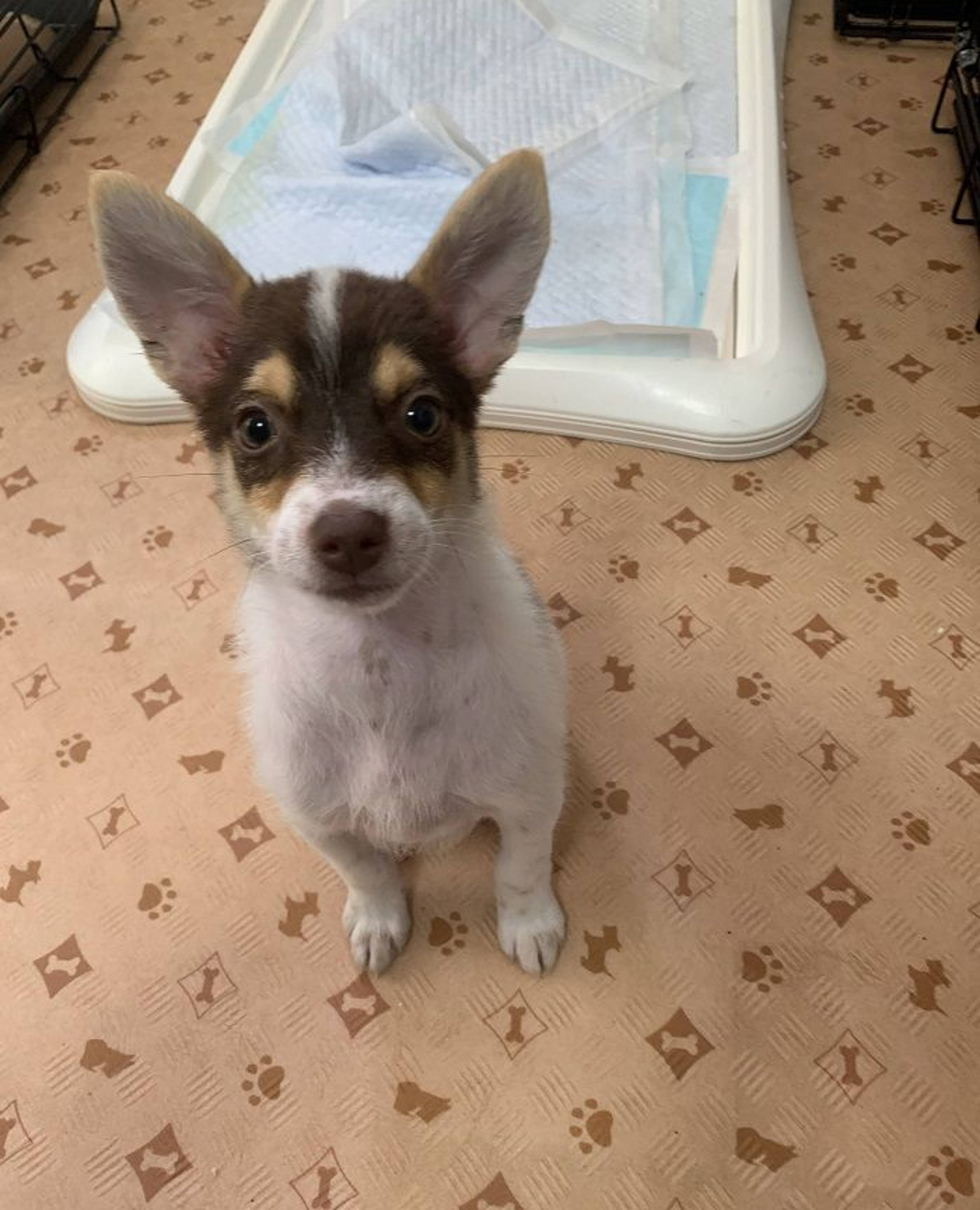 雑種（ミックス犬）・オスの里親募集の写真
