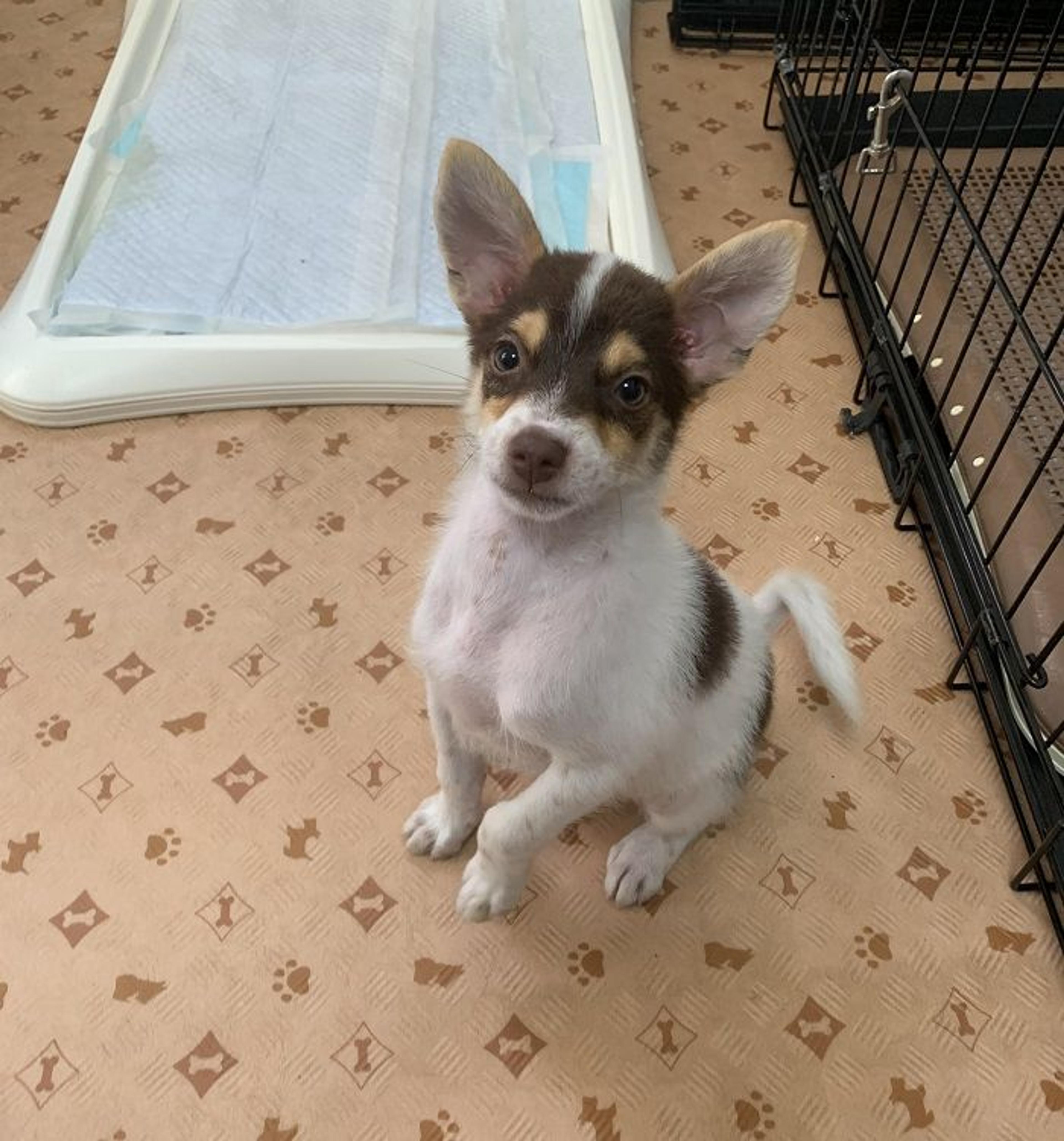 pet-image-2