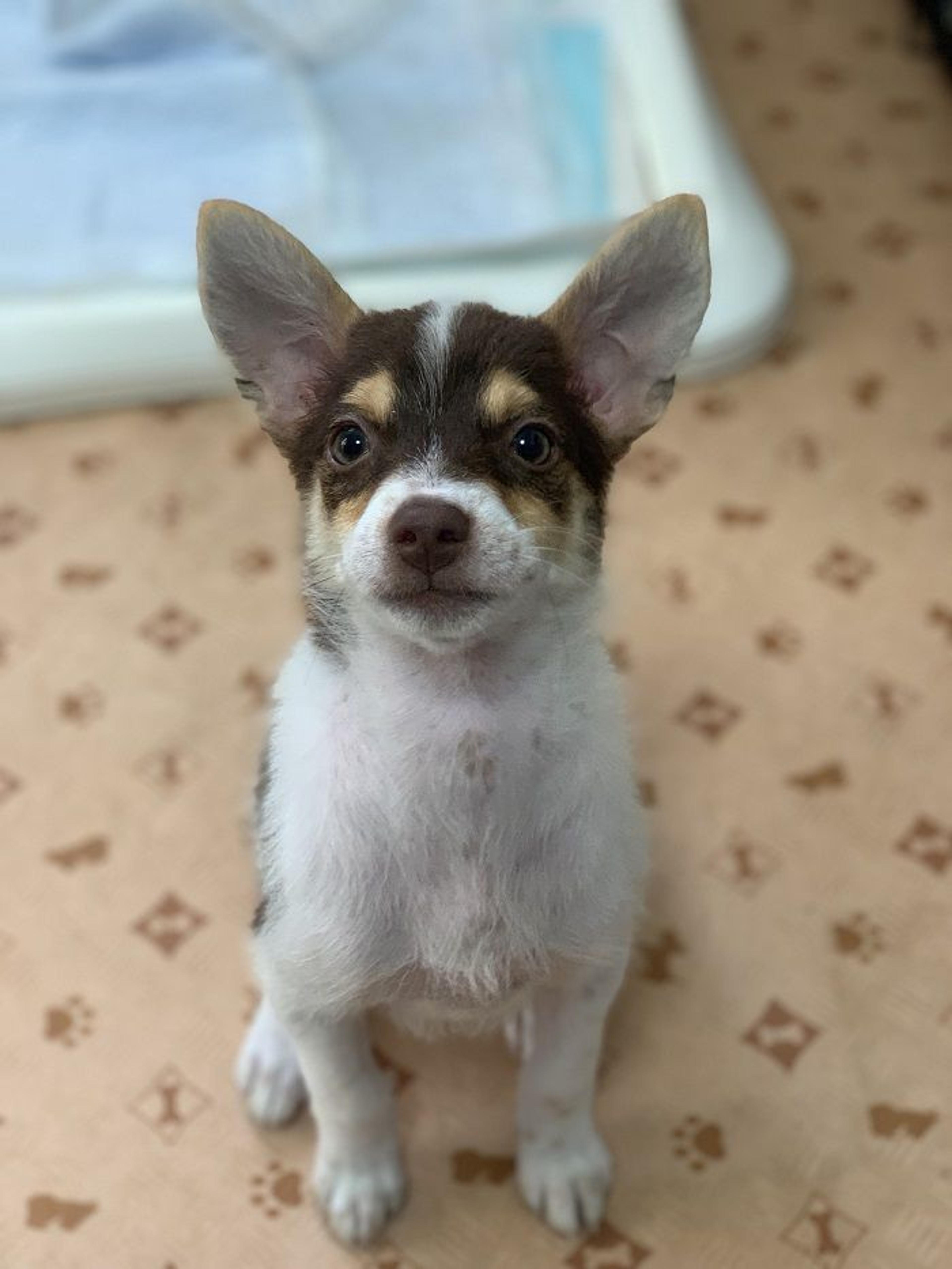 pet-image-3