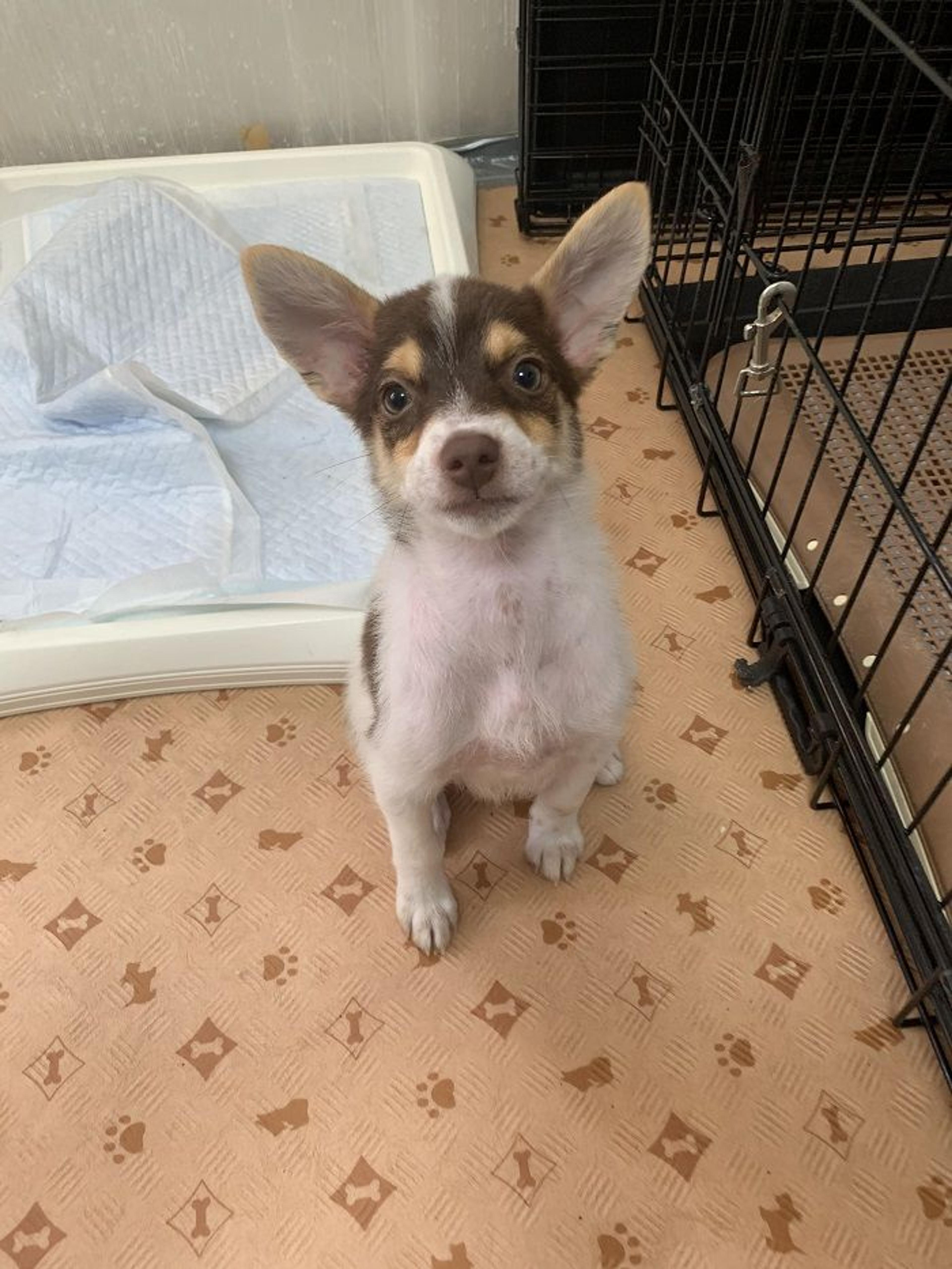 pet-image-4