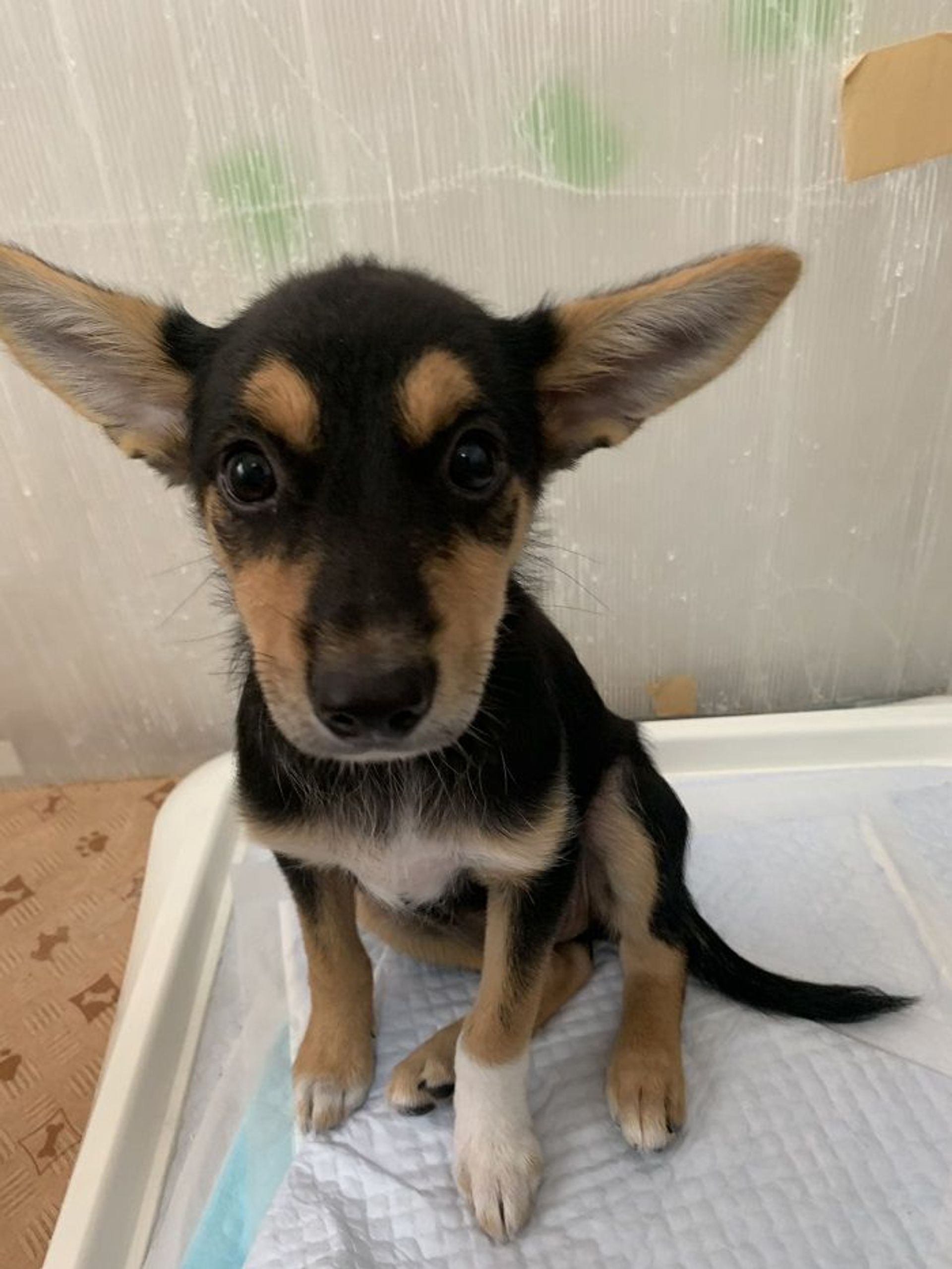 雑種（ミックス犬）・オスの里親募集の写真