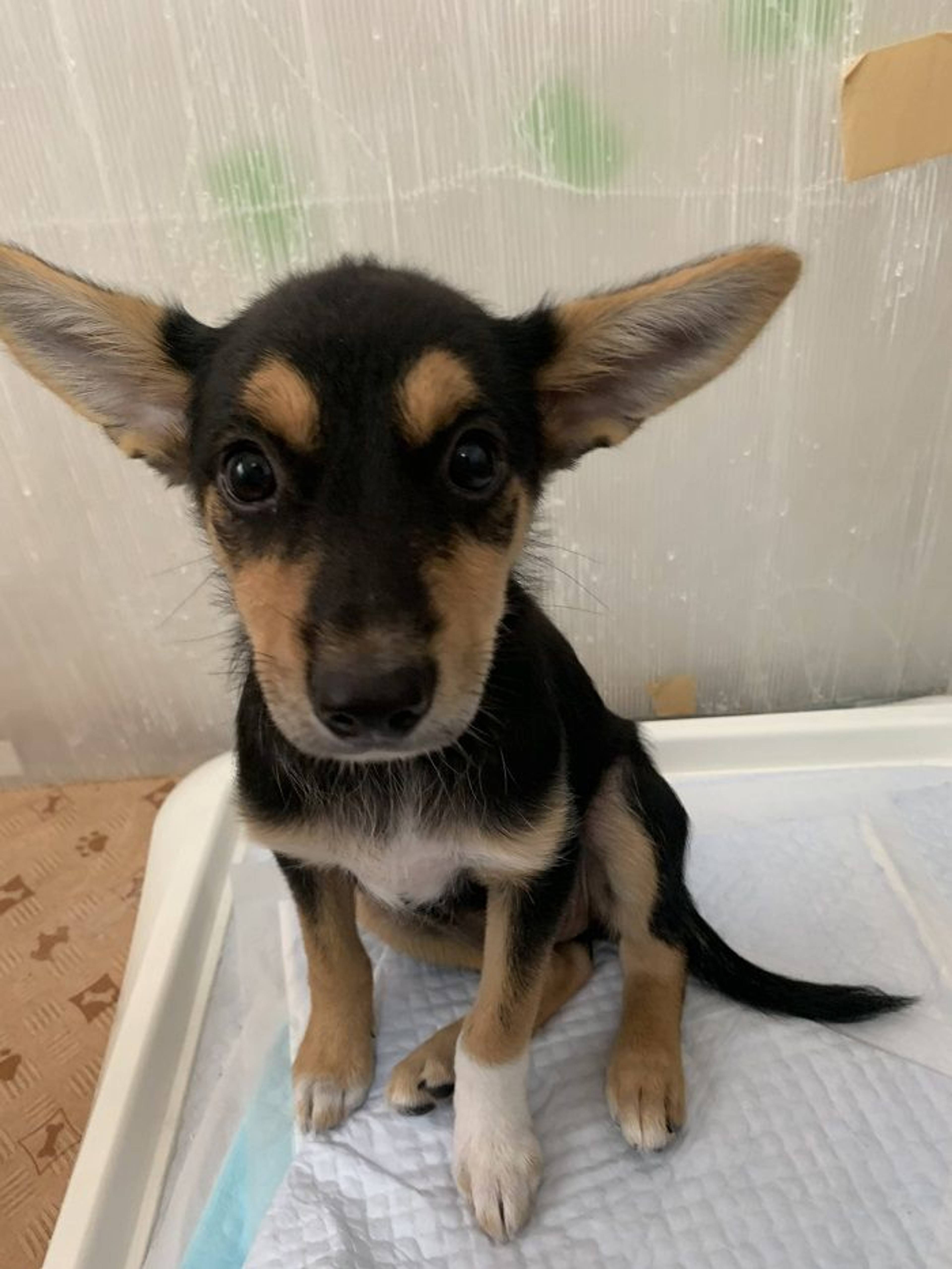 雑種（ミックス犬）・オスの里親募集の写真