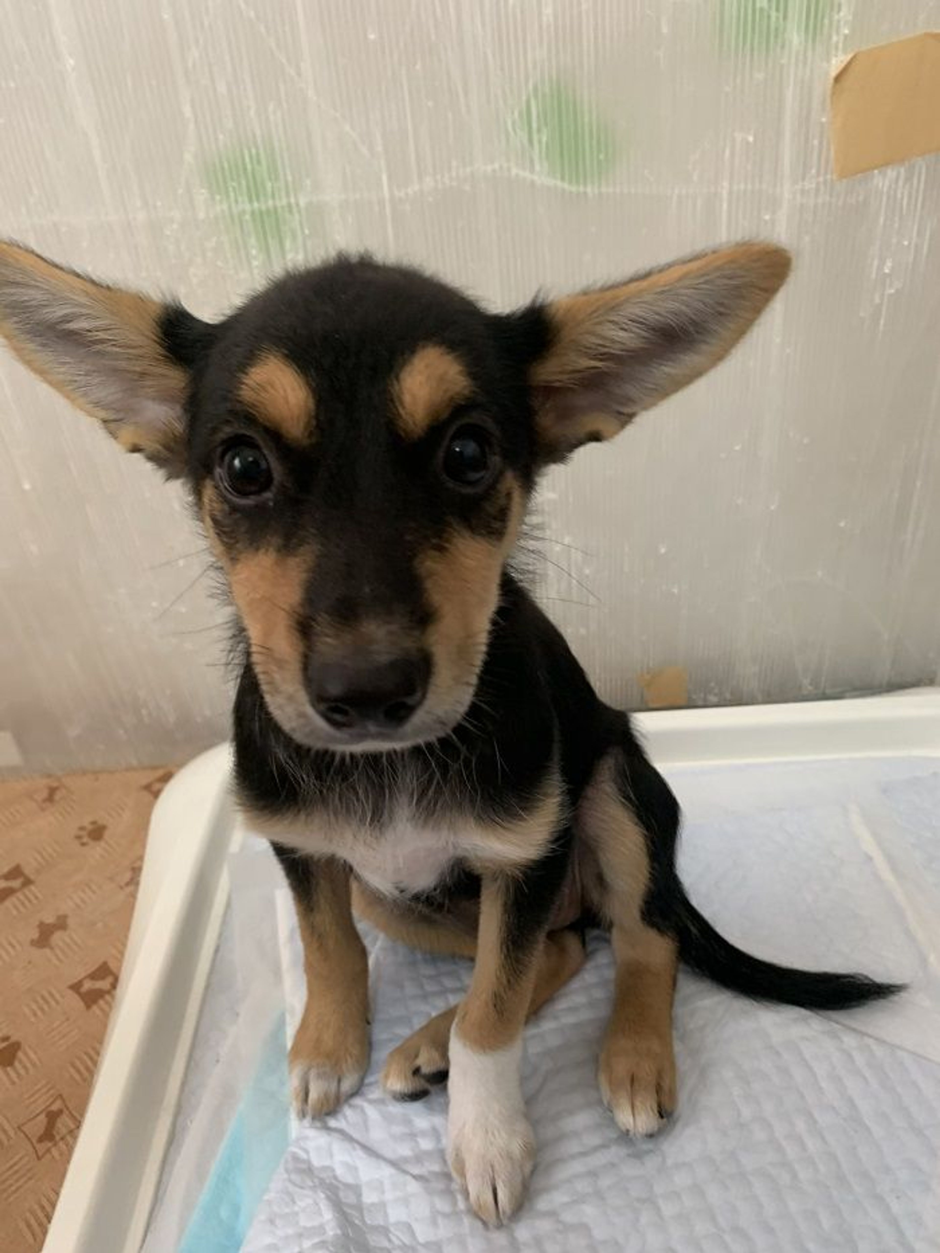 雑種（ミックス犬）・オスの里親募集の写真