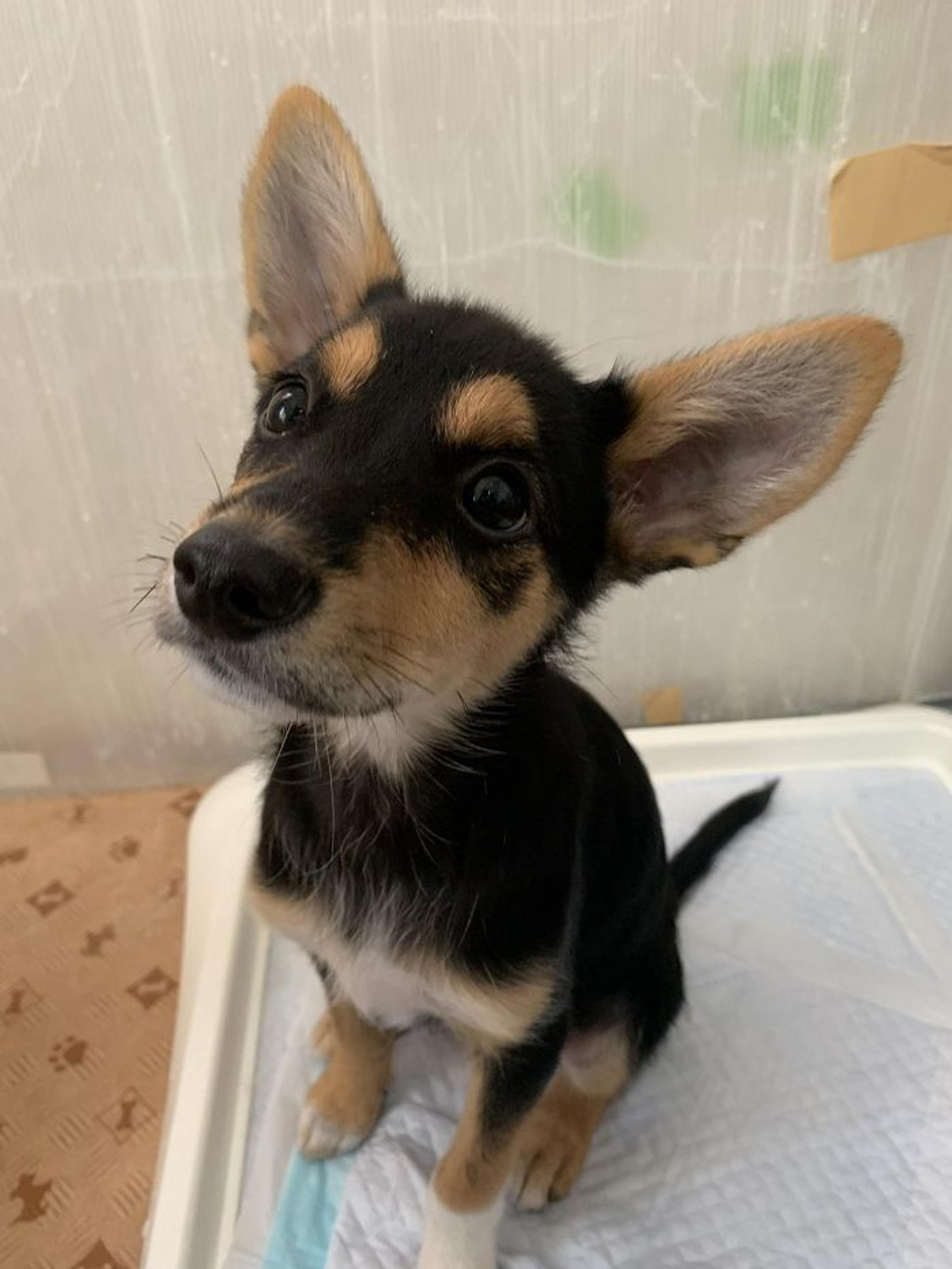 pet-image-3